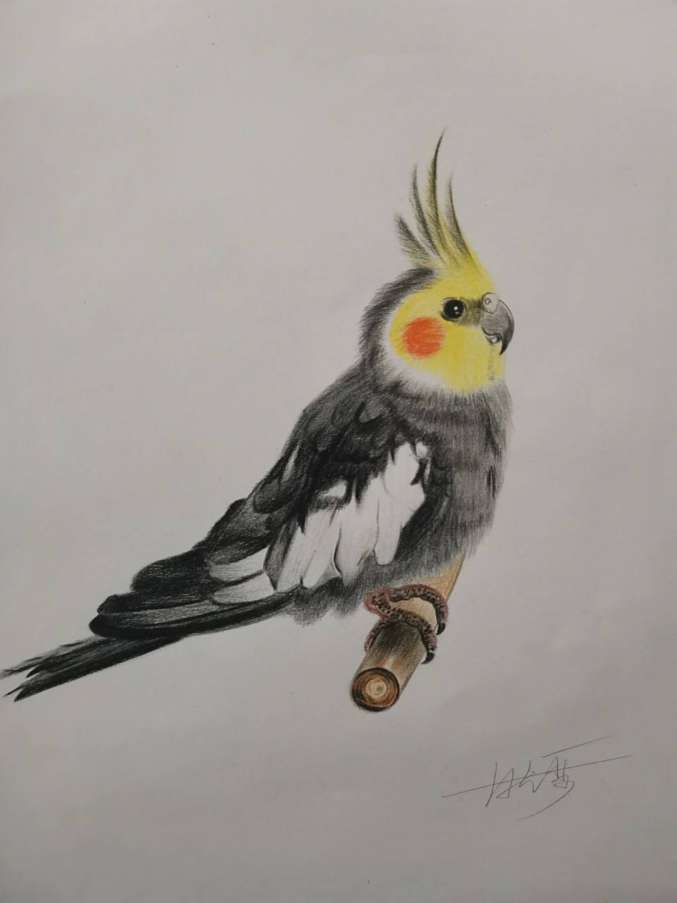 彩铅画玄凤鹦鹉 彩铅画玄凤鹦鹉,工具用的尼奥尼72色油性彩铅,樱花0.