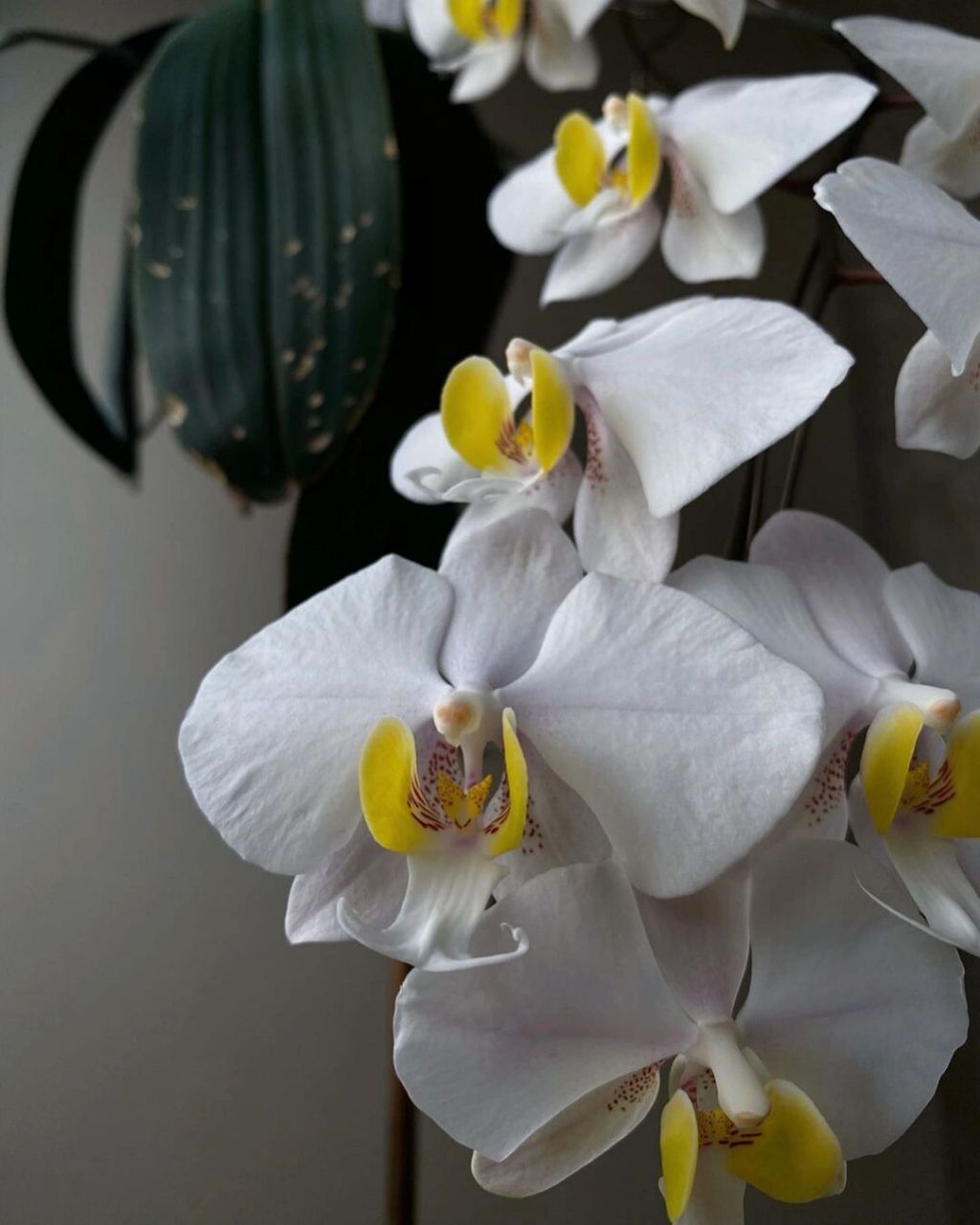 兰花的故事5   菲律宾蝴蝶兰 菲律宾蝴蝶兰phalaenopsis