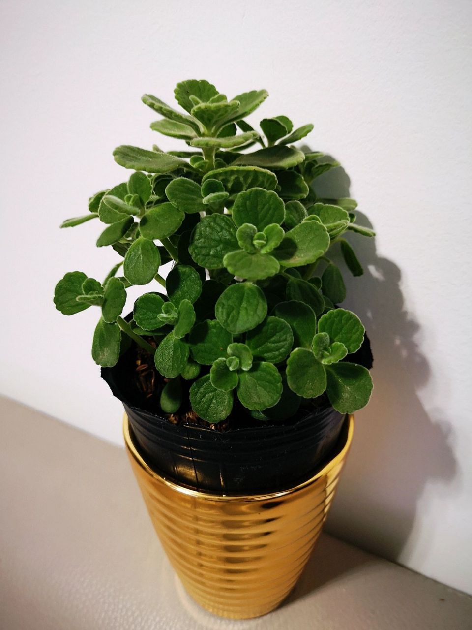 居家植栽 l 左手香-消炎. 驅蚊.