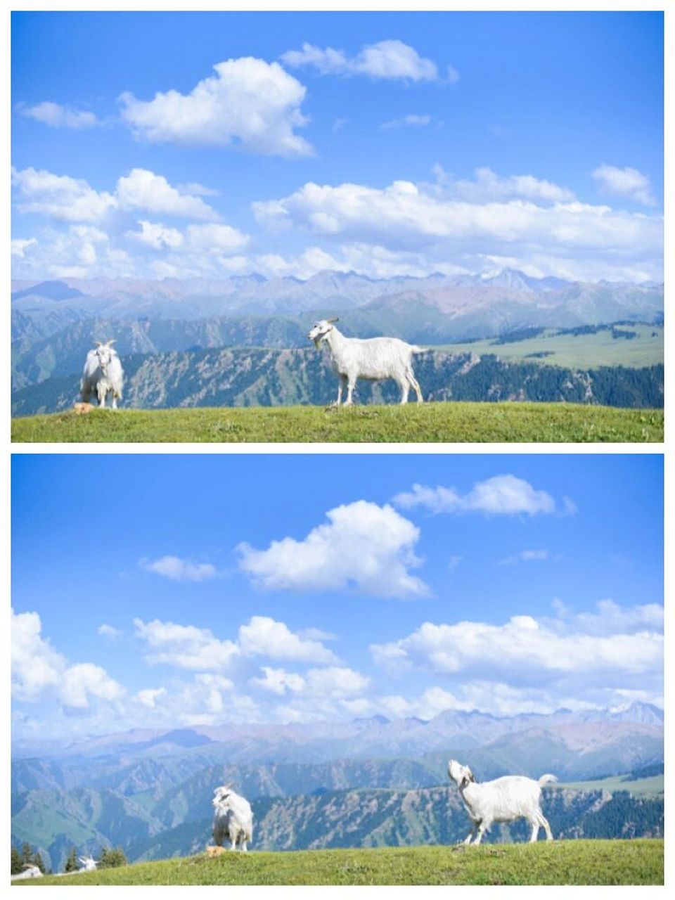草原上的山羊 我还有好多好多山羊的照片,每一张都看不够