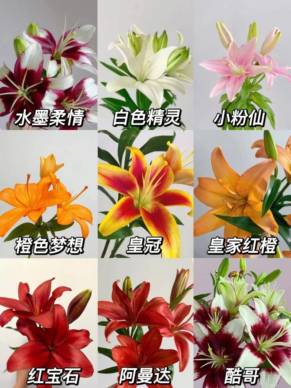 百合花种类名称图片