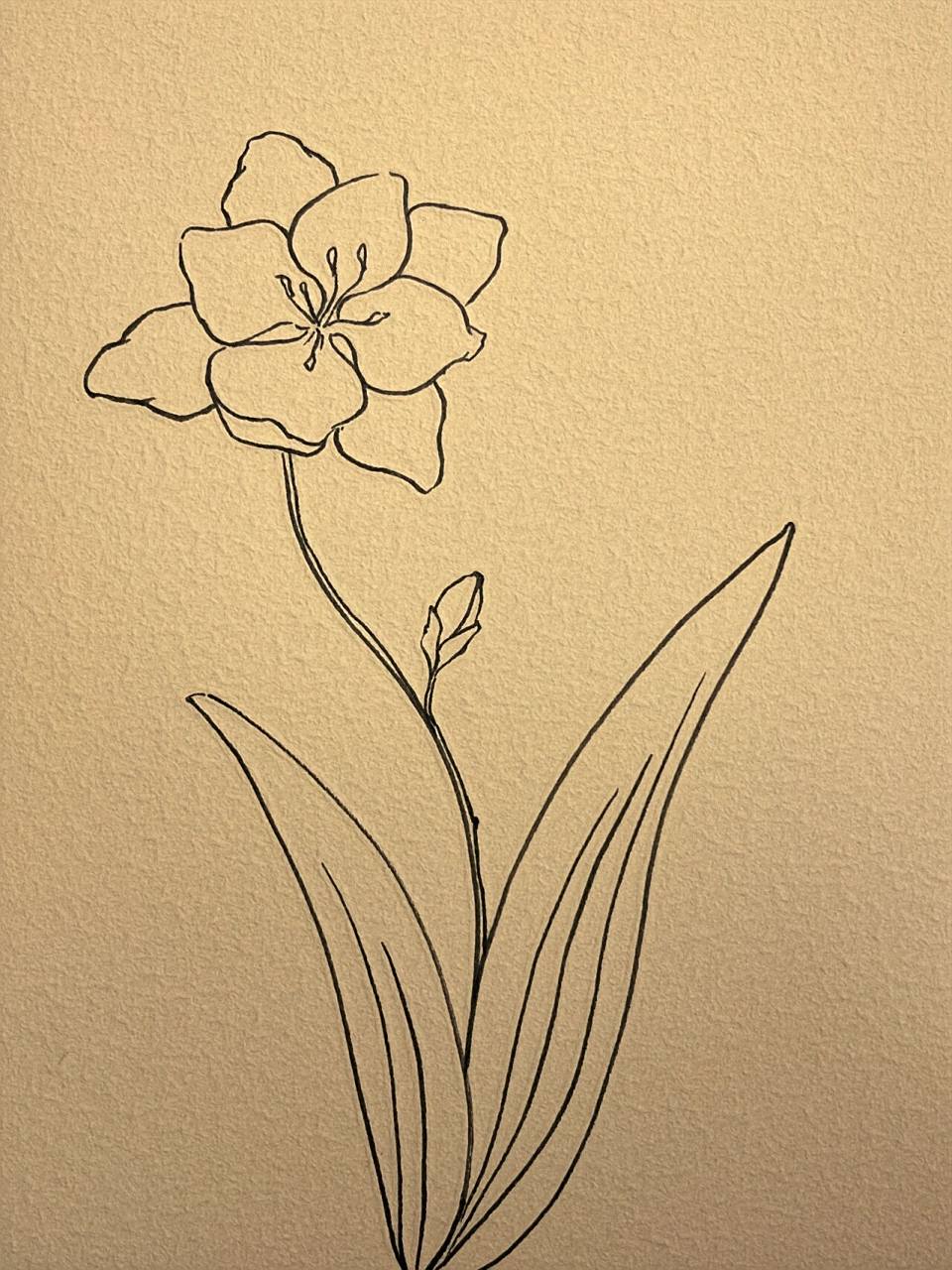 78不用画线稿的简笔小苍兰 请再悄悄加点油, 无论如何都想听你说:我