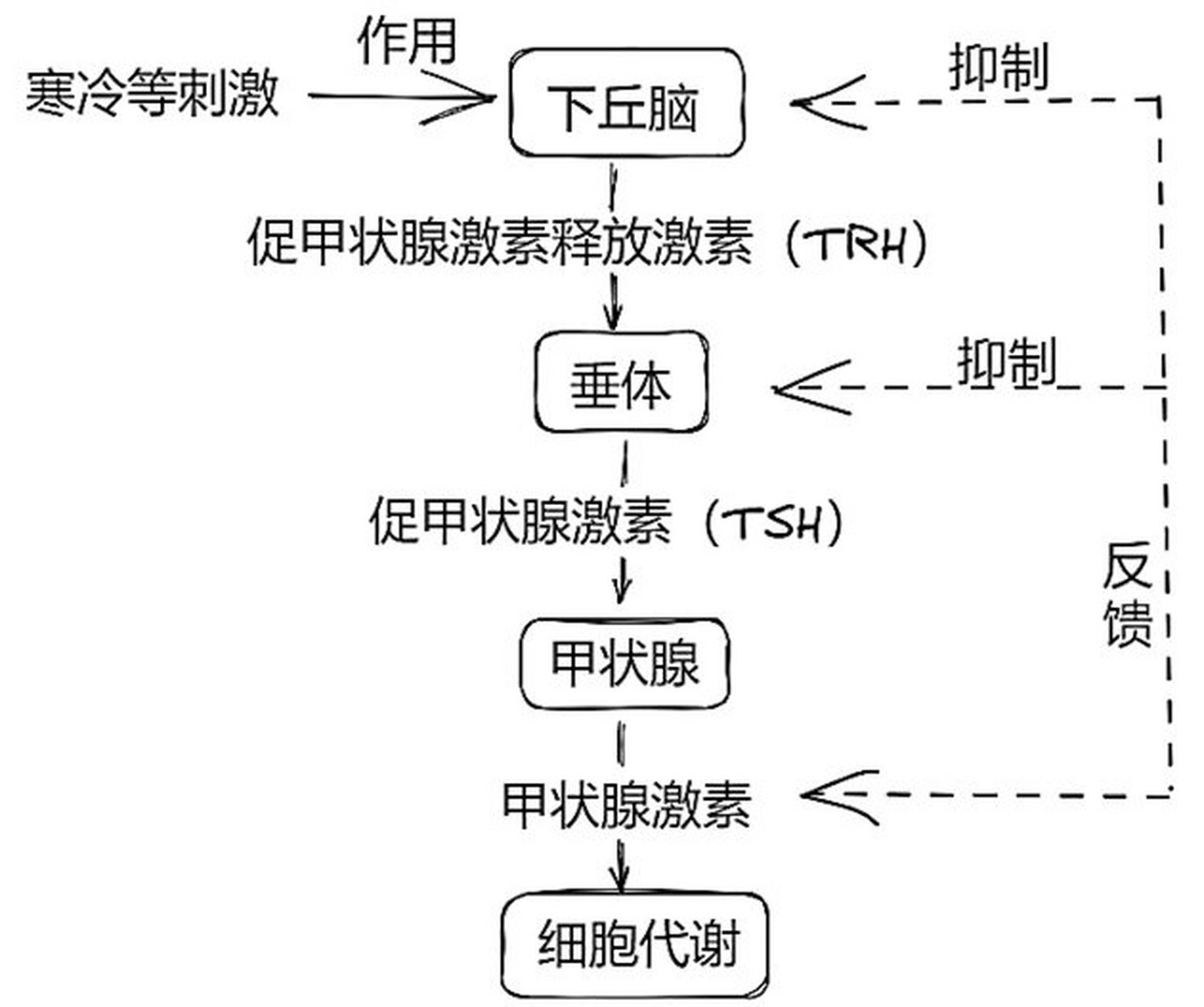甲状腺素分泌的调节 甲状腺素分泌的调节示意图