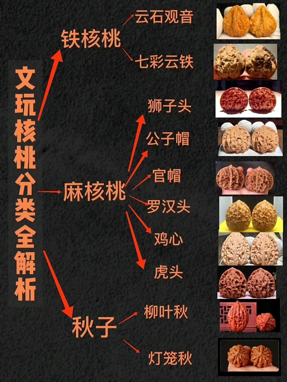 文玩核桃分类解析 文玩核桃分类解析