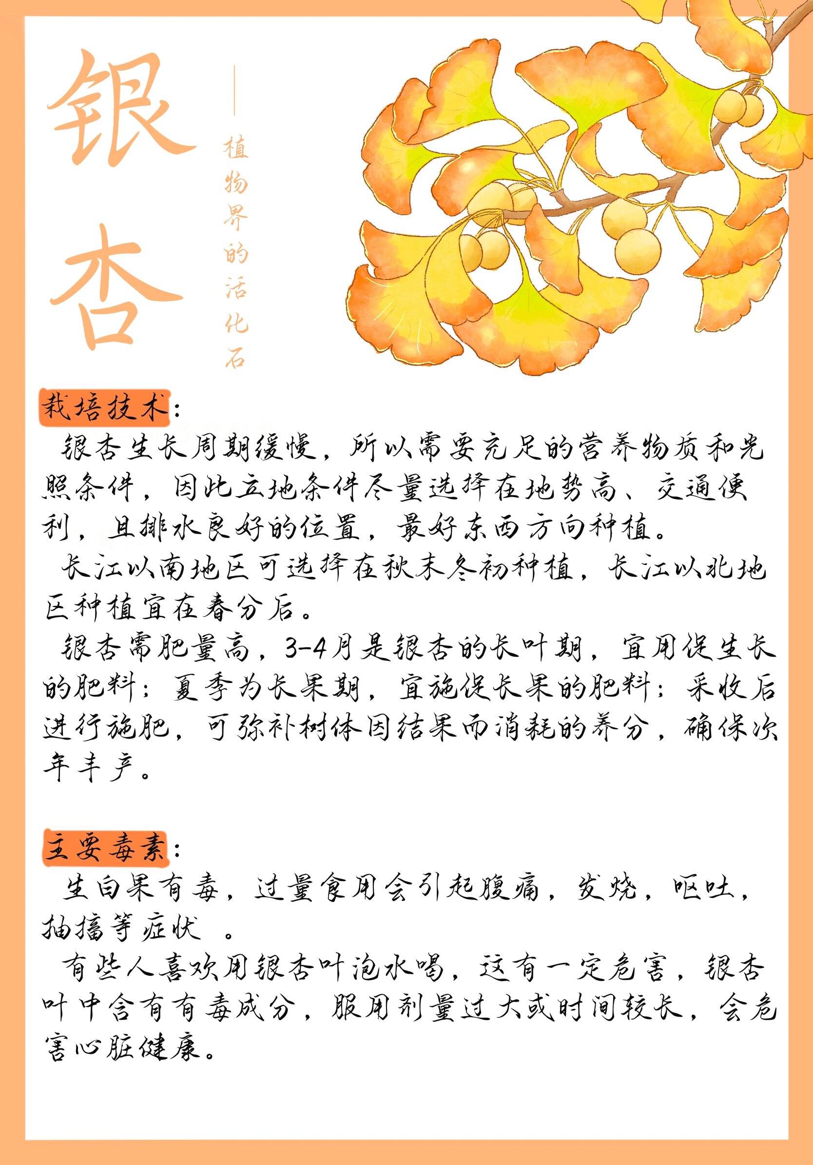 银杏树植物介绍卡图片