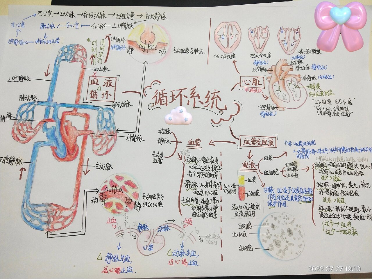 人体的循环思维导图图片