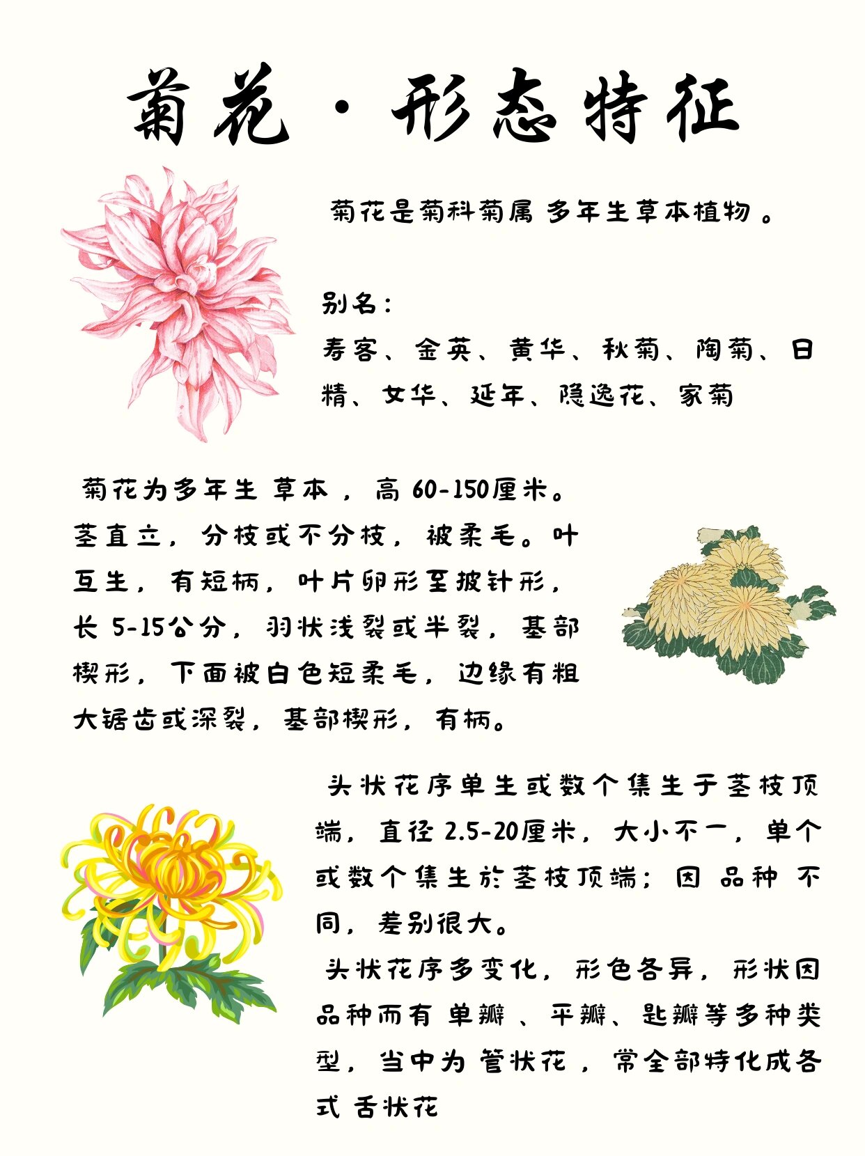 菊花知识|一起来认识花中四君子之菊花