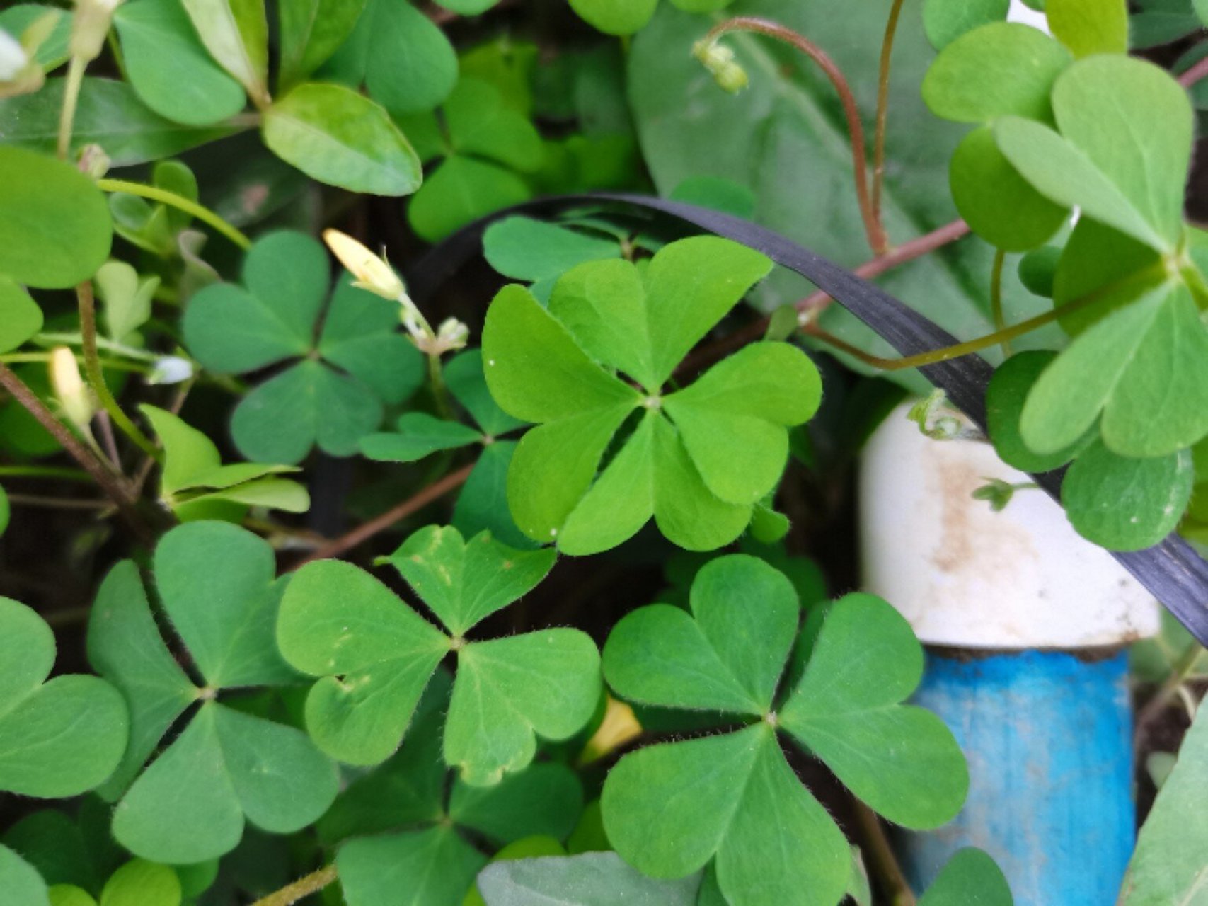 92四叶草 四叶草是三叶草中的变异品种,十分难找到,发现一株四叶草