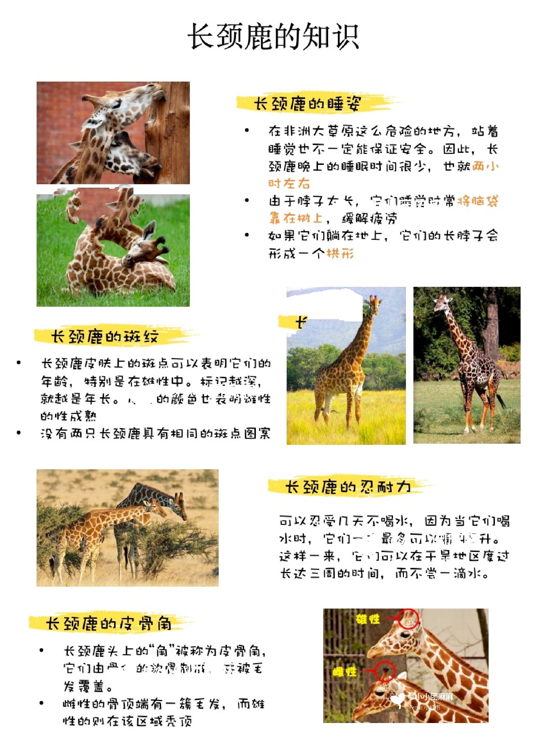 🦒长颈鹿科普知识❗身体结构,特征,拓展
