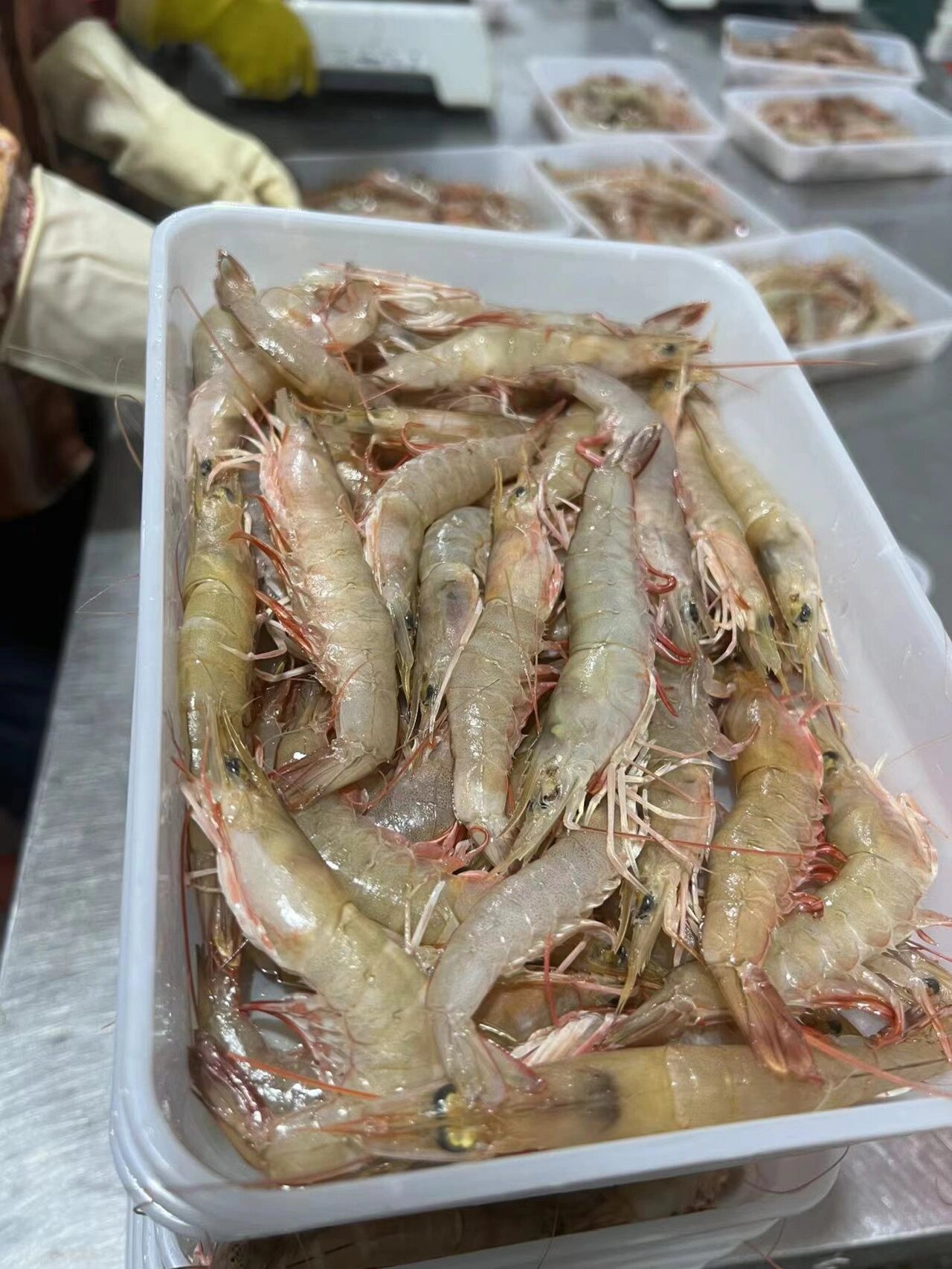 广东阳江海陵岛海虾麻虾 超级新鲜的海虾!大家喜欢吃这种麻虾的吗?