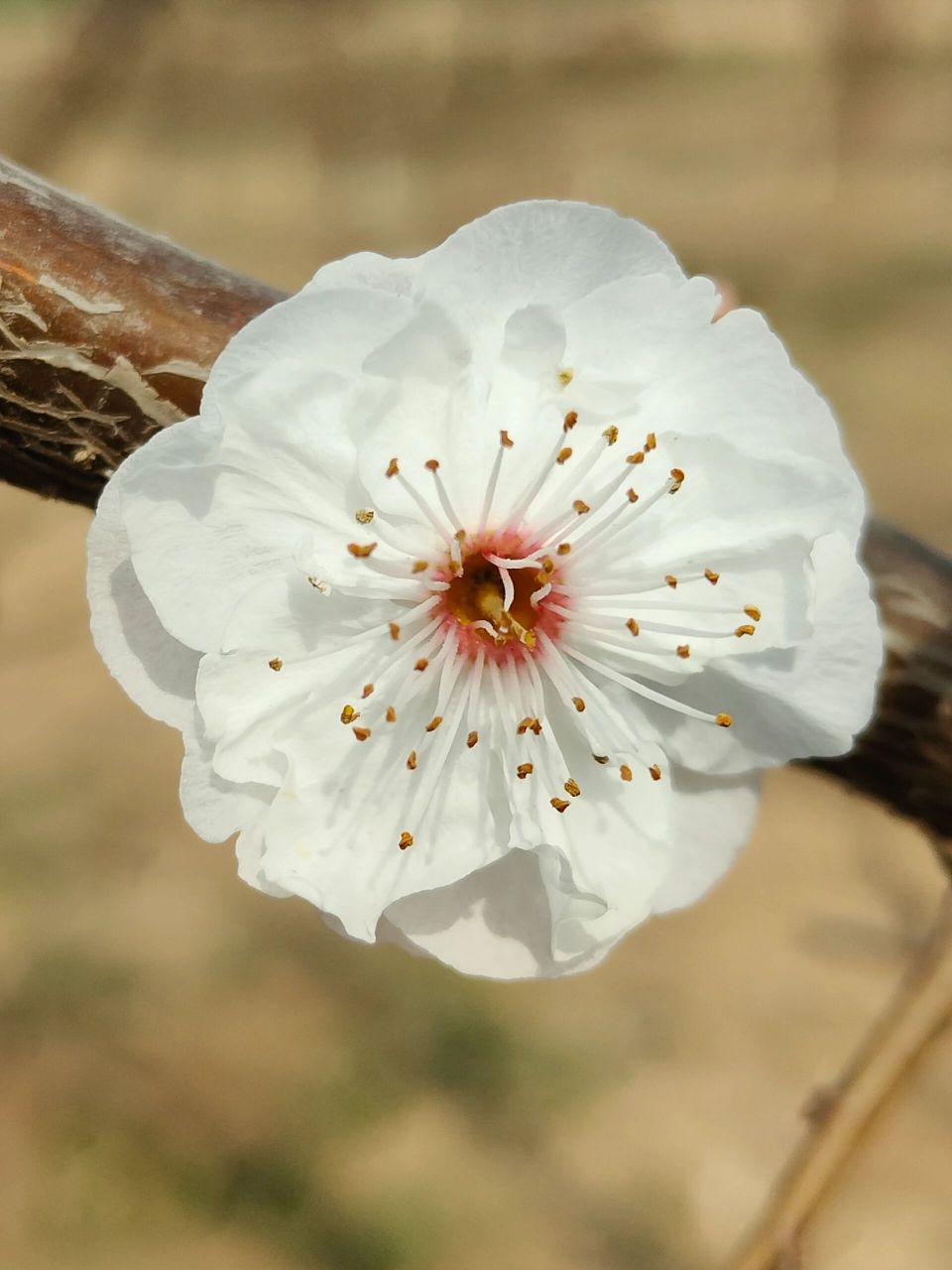 梅花新品种取名字 今年准备申请几个梅花新品种,都是淡丰后或丰后的子