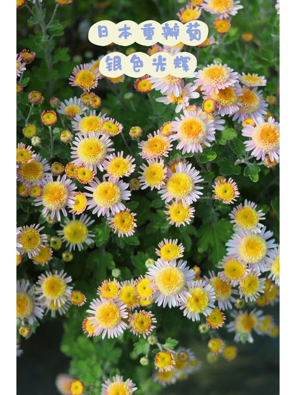 日本重瓣菊银色光辉|马上要进入爆花啦!