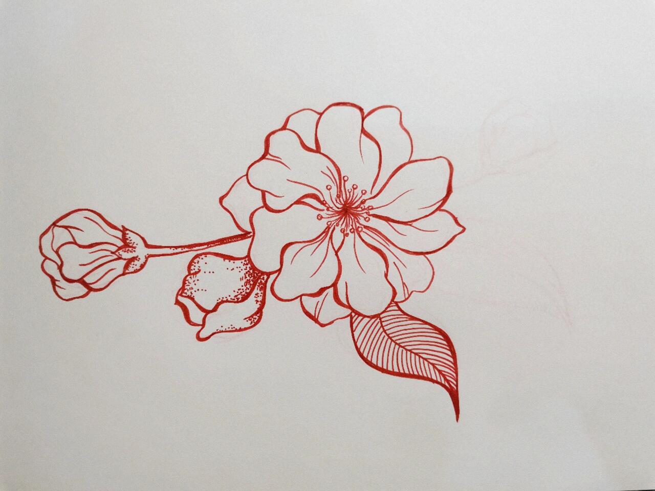 海棠花绘画步骤