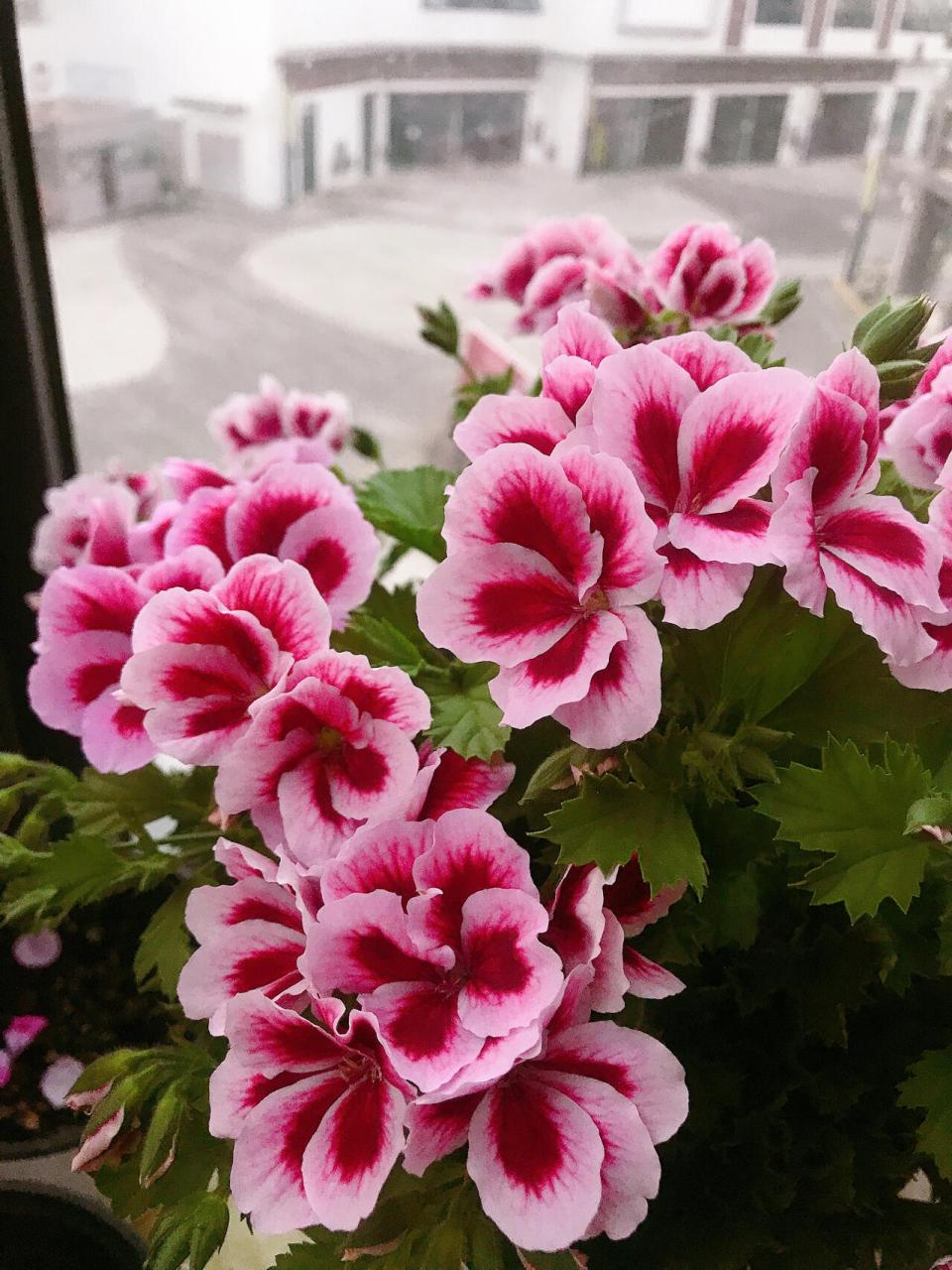 明年会继续保留的大花天竺葵品种(二)95 1,糖果奶油草莓91 2,教皇