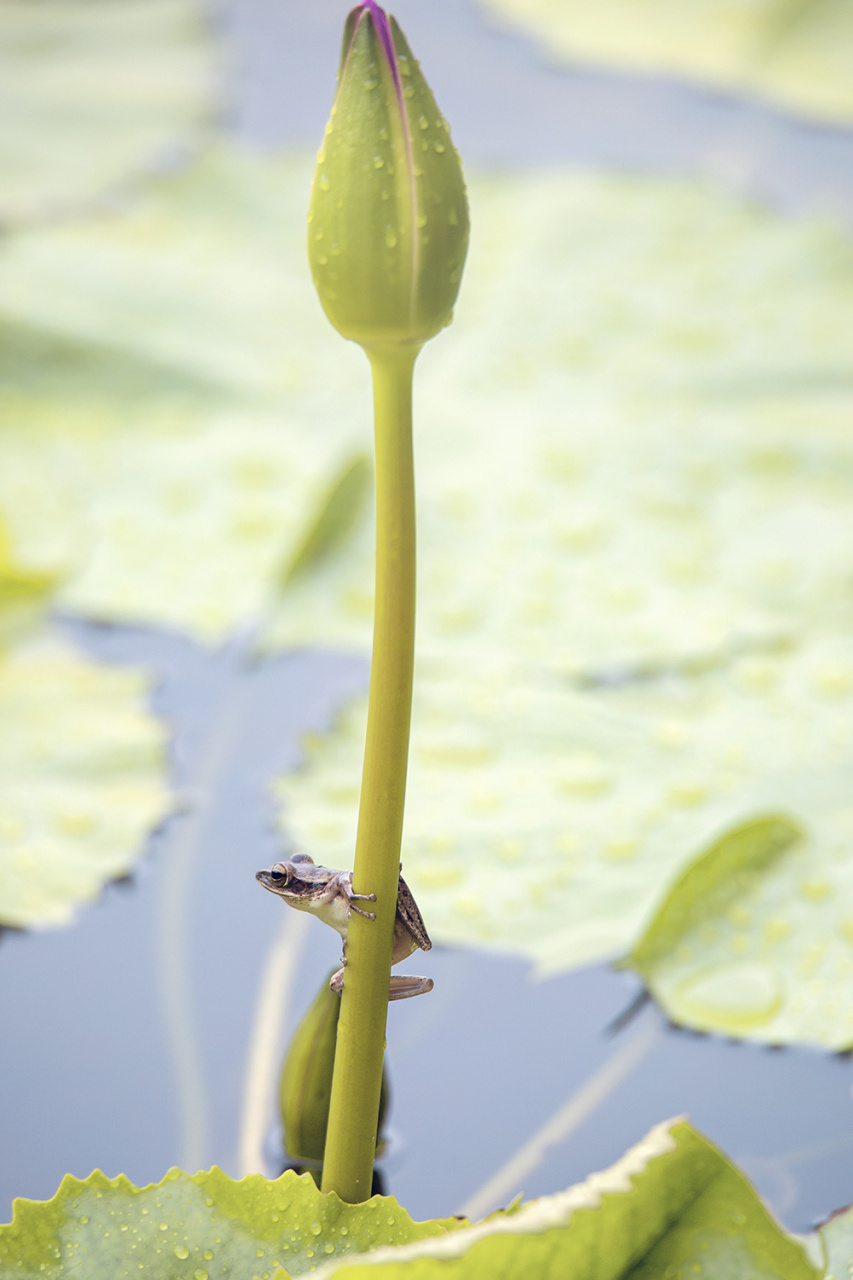 树蛙只有一个成人拇指大小,可以随便在荷叶上跳跃……这次在甲米palam