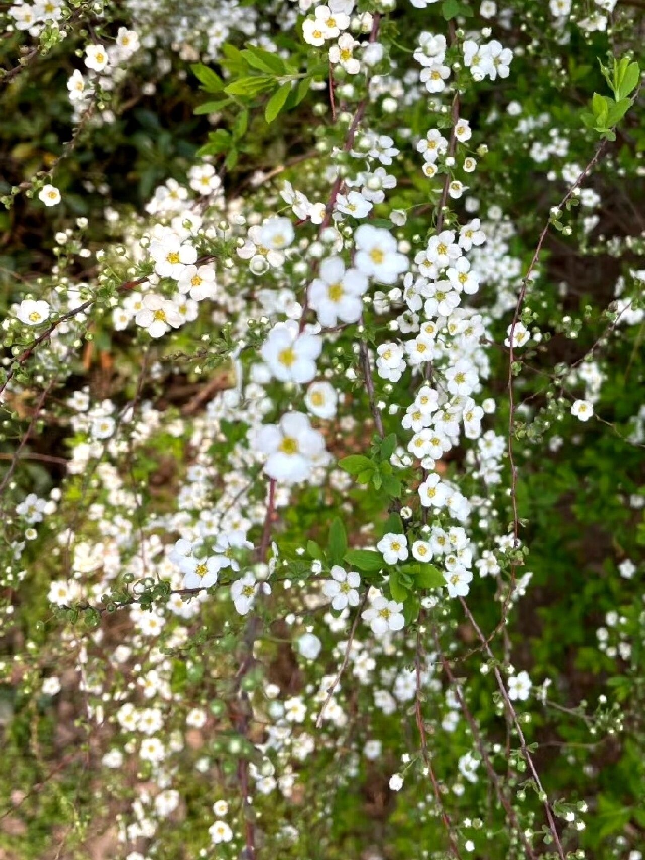 211 每日一花 李叶绣线菊 学名:spiraea prunifolia02sieb.