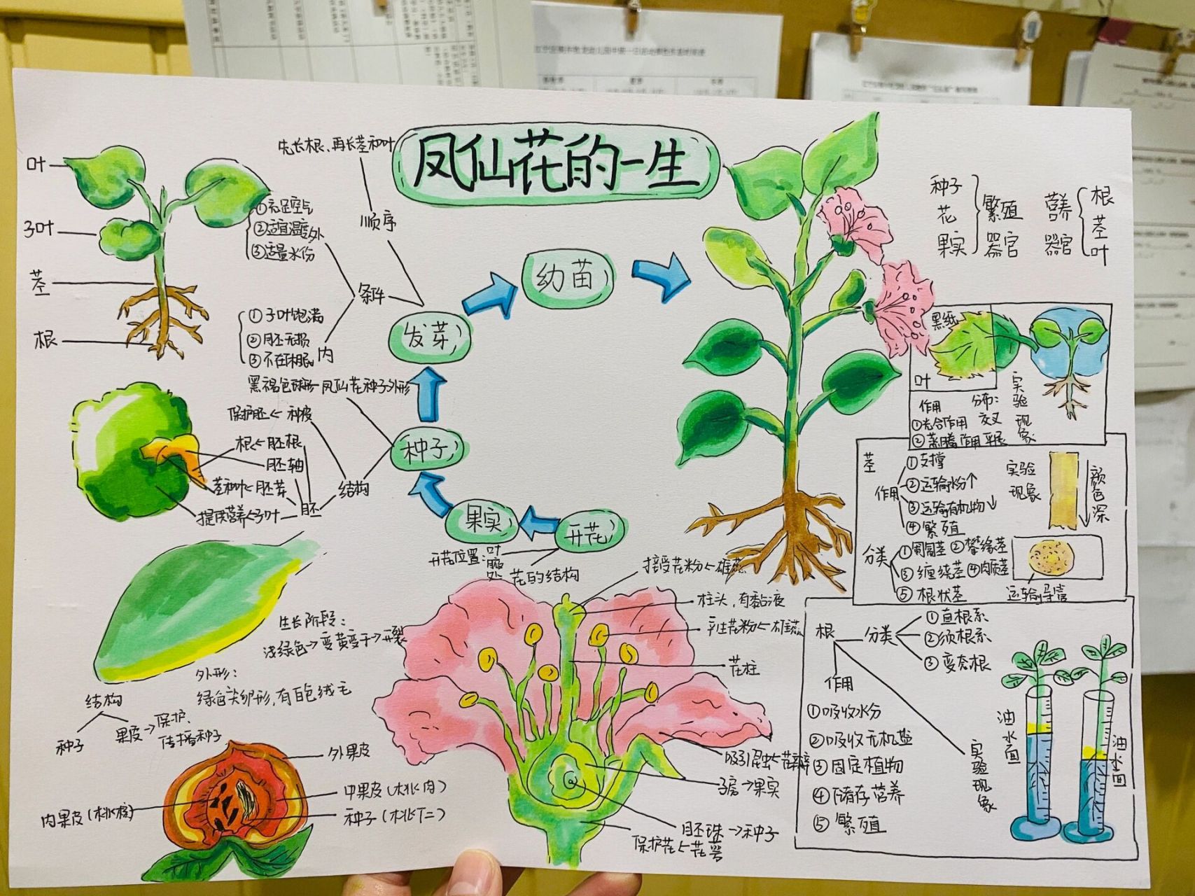 凤仙花自然笔记作品图片