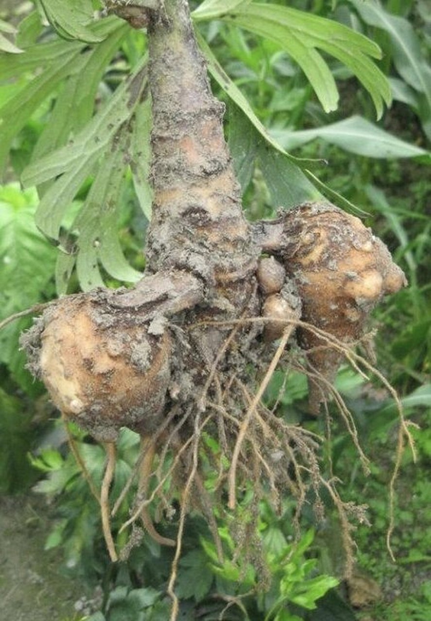 附子又名乌头 蕲州荆王府里的富顺王很宠爱他的小妾,爱屋及乌也很喜欢