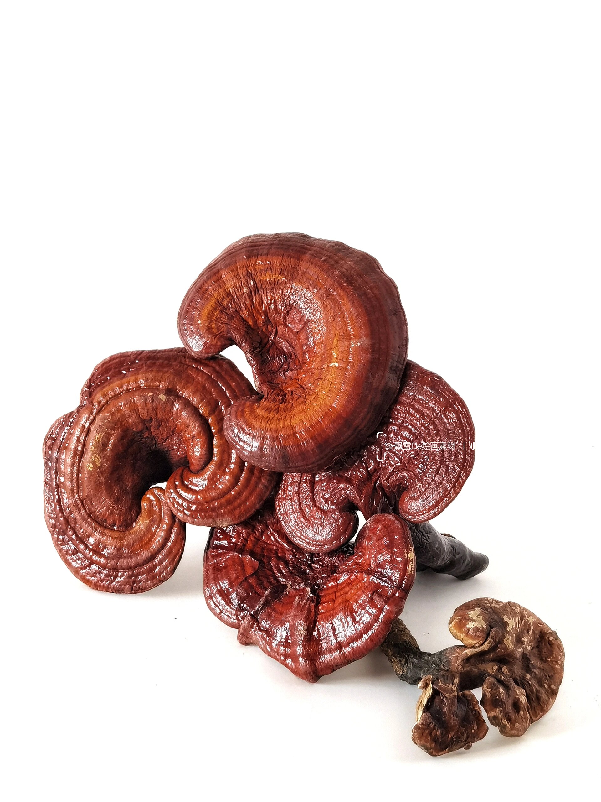 绘画素材416:灵芝