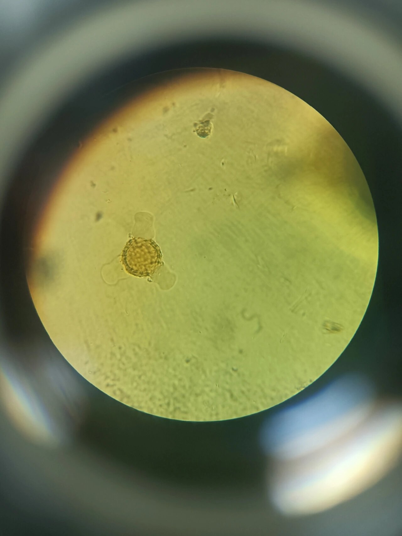 红花显微粉末图@响哥谈健康的动态