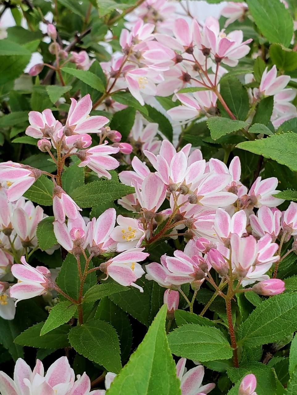 雪樱花——花池边垂吊的小小花瀑布 溲疏雪樱花,雪绒花都是偏小型的品