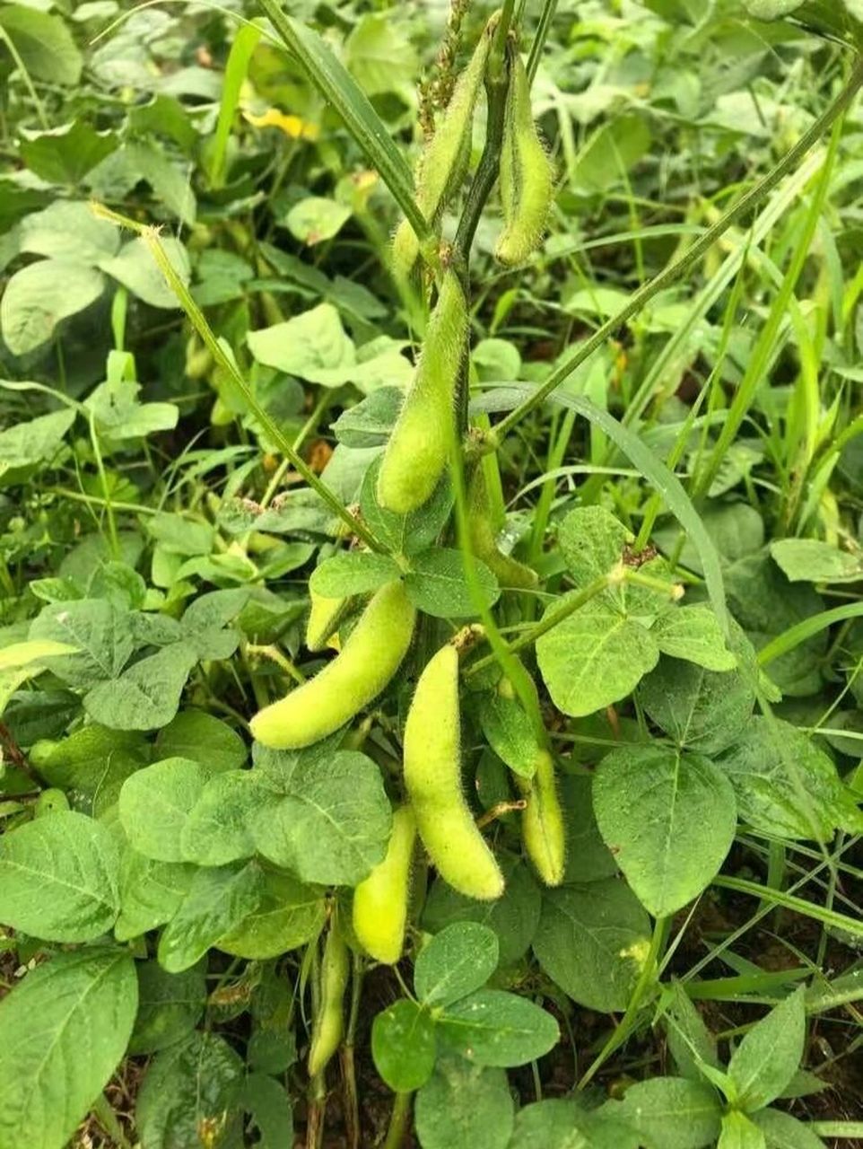 黄豆是长这样的,年轻的时候叫毛豆 日常,"六月剥"可以做豆腐,豆浆,它