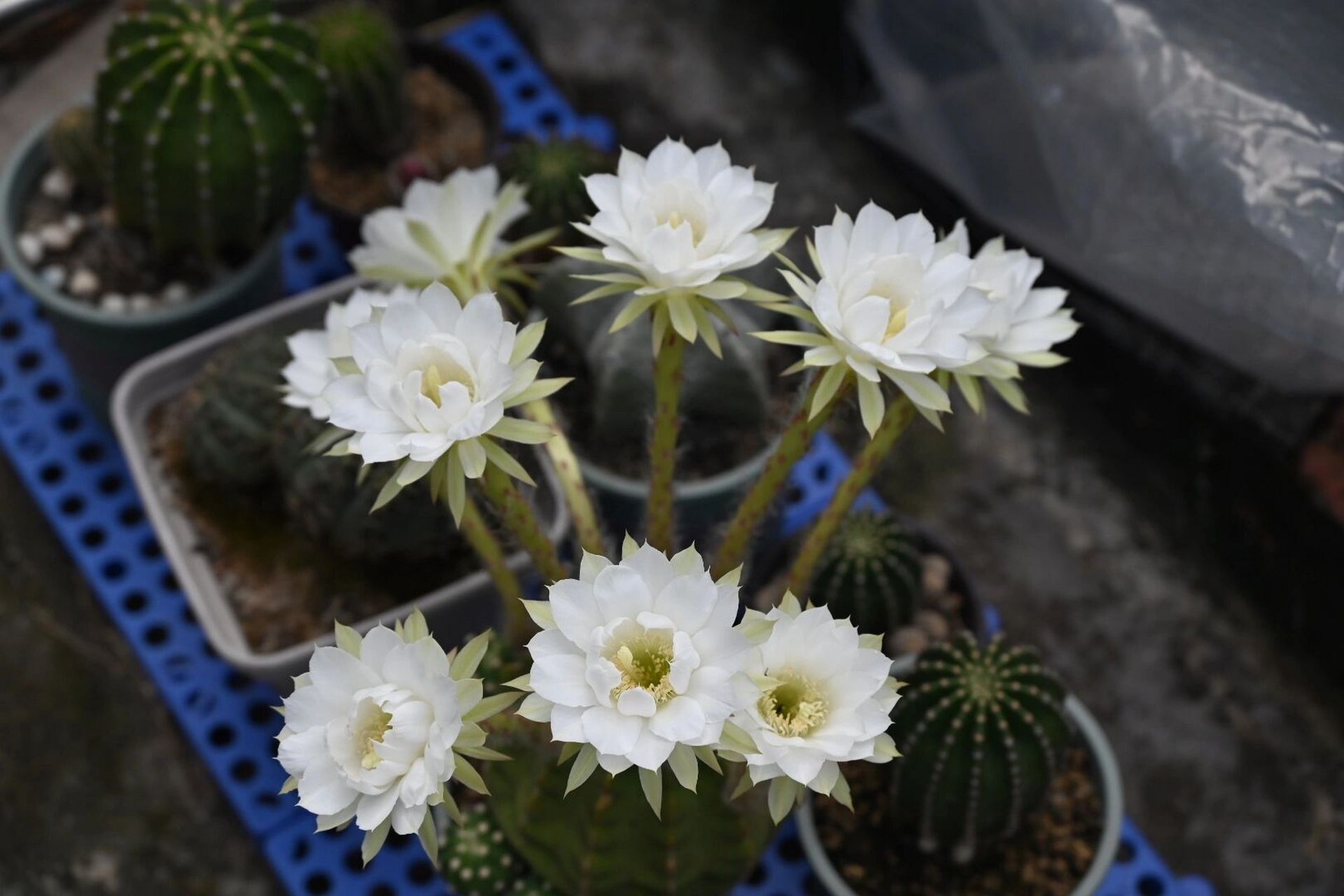 仙人球有开花,有史以来最多一次 这颗短毛丸种了快三年了,每年花期都