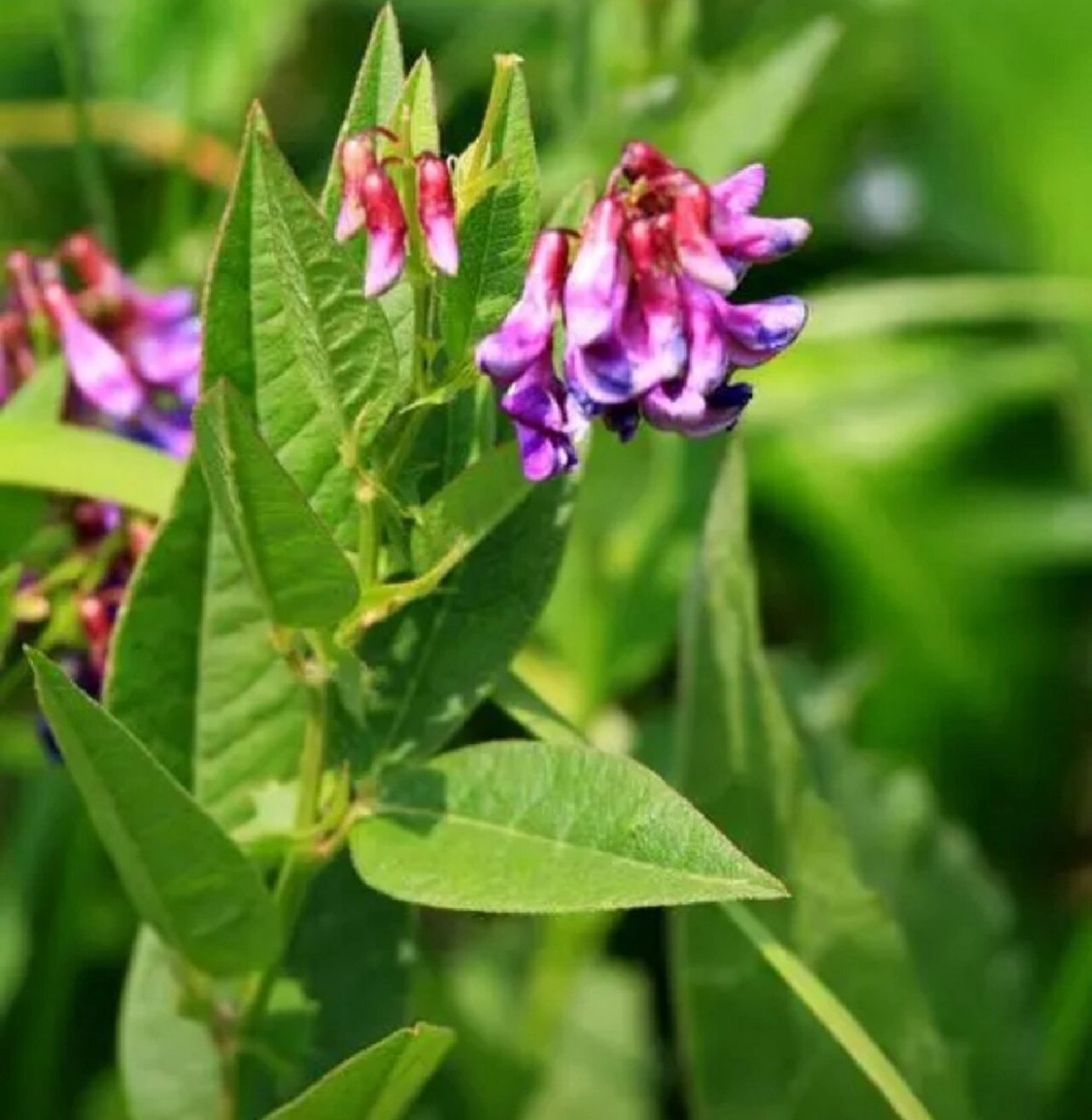 吉林省野菜——老豆秧 图片来自网络