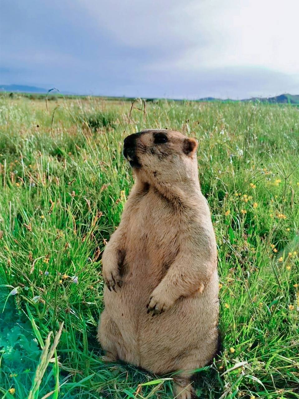 野生土拨鼠|迷人又危险的草原精灵 土拨鼠也称为旱獭,栖息于平原,山地