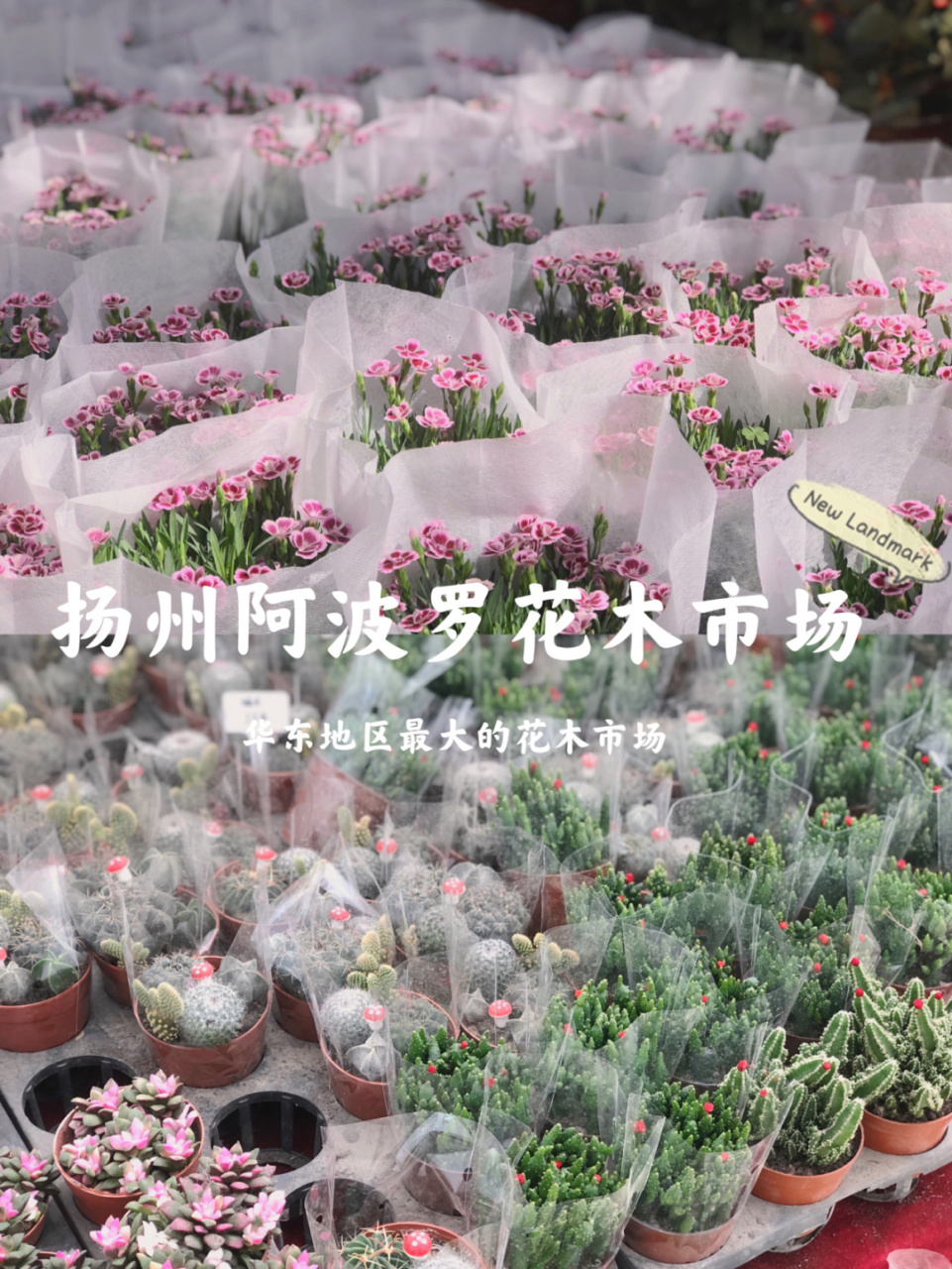 扬州探店 | 阿波罗花木市场 五一扬州市区本地人已经被游客逼得不得不