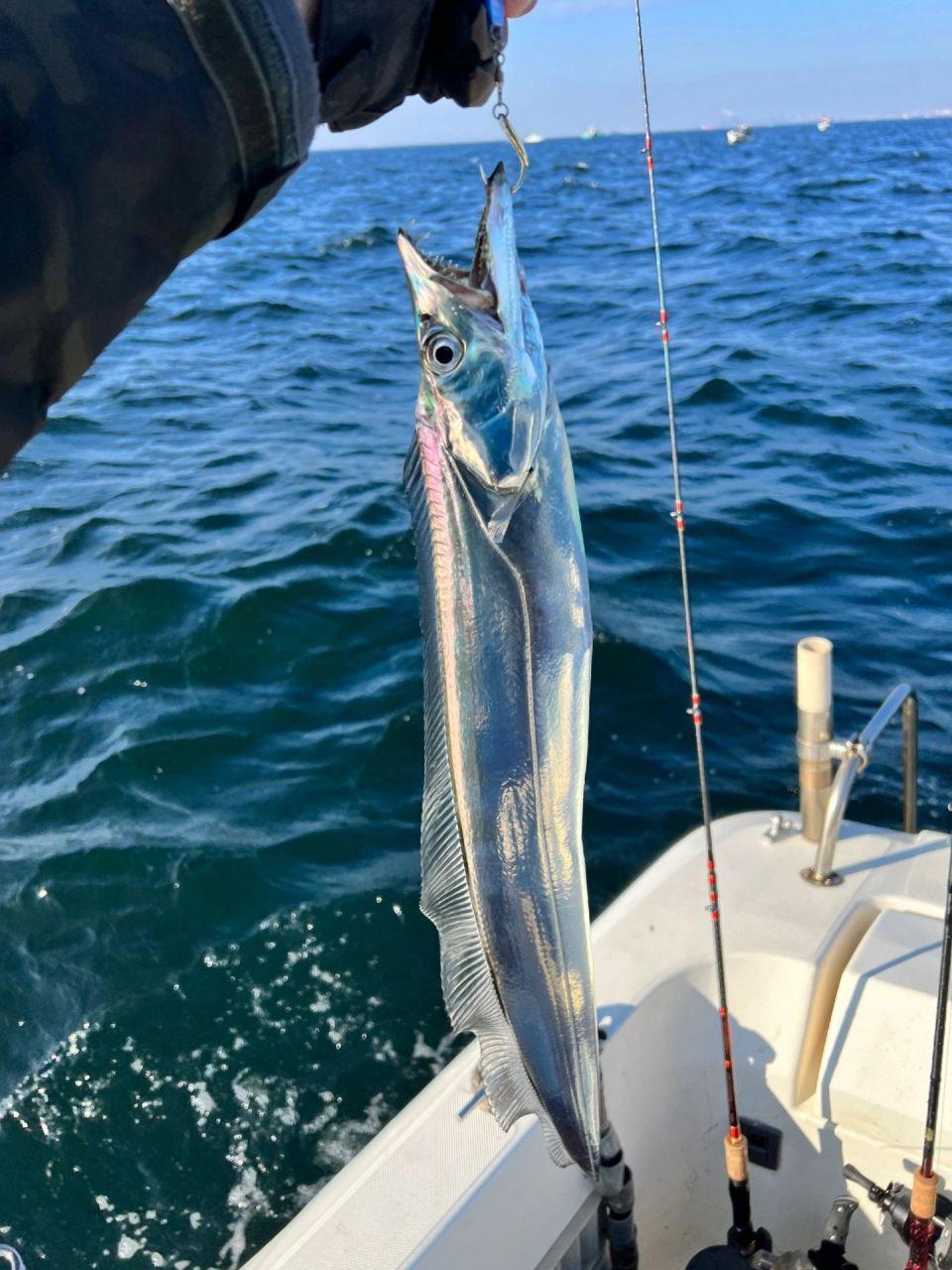 原来新鲜带鱼长这样!