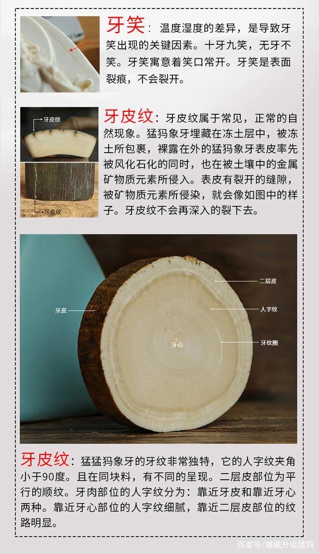 象牙鉴别图片