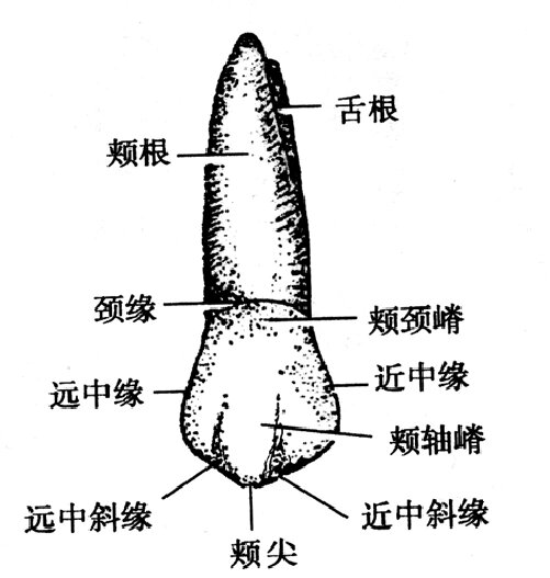 口解四 上颌第一前磨牙 上颌第一前磨牙的牙冠外形