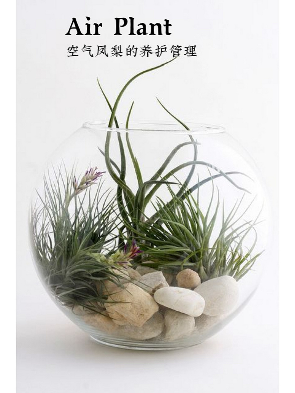 空气凤梨的养护管理(干货,文字为主) 空气凤梨的生长环境 空气凤梨是
