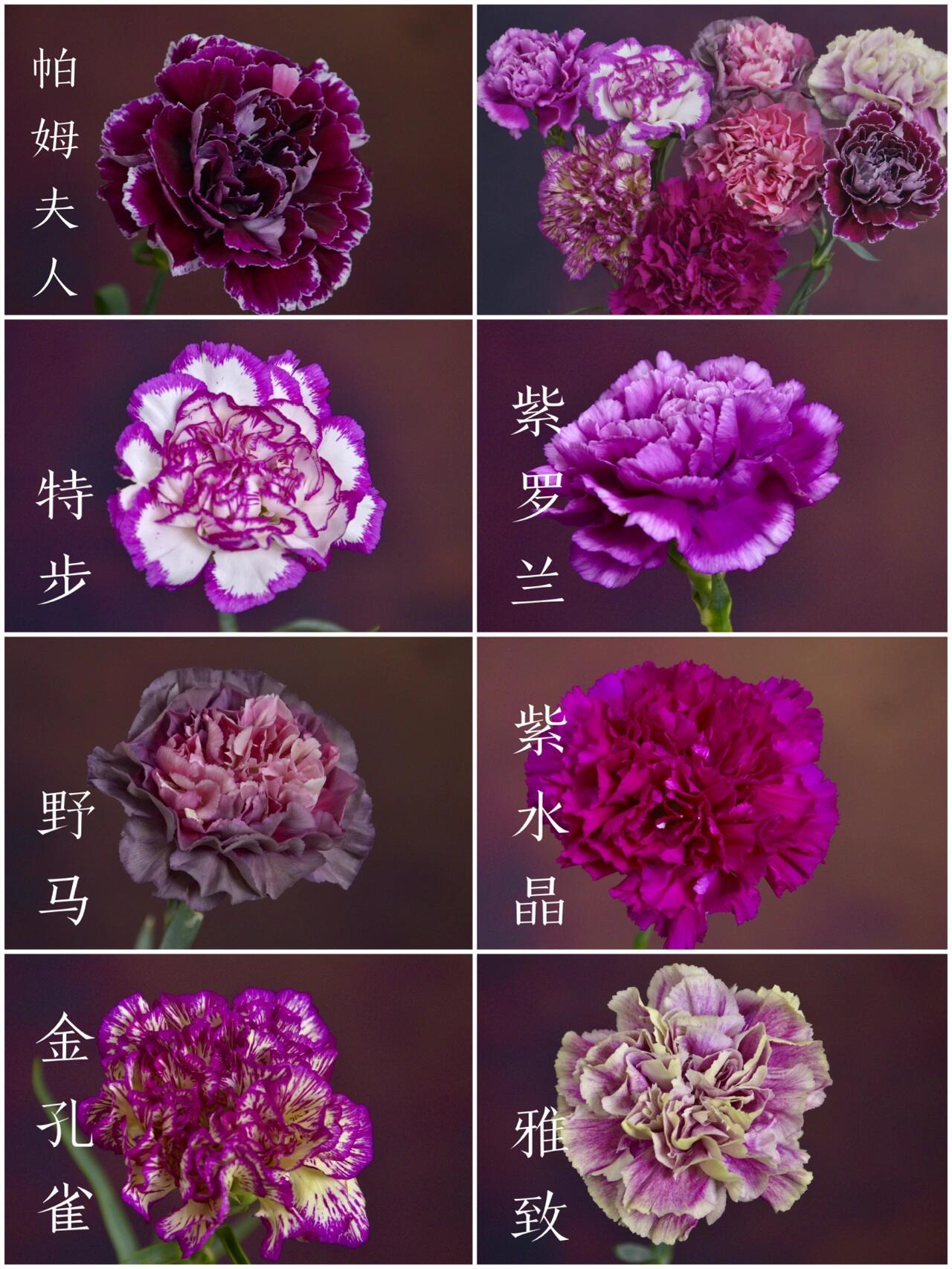 单头康乃馨品种大全|一招解决烂根水臭 现在昆明流通的康乃馨品种越来