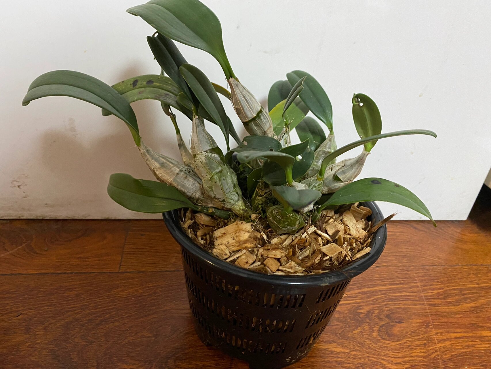 泰国聚石斛 鑫禾出品,必出精品 	 泰国聚石斛,也有人叫泰国大龟背,这