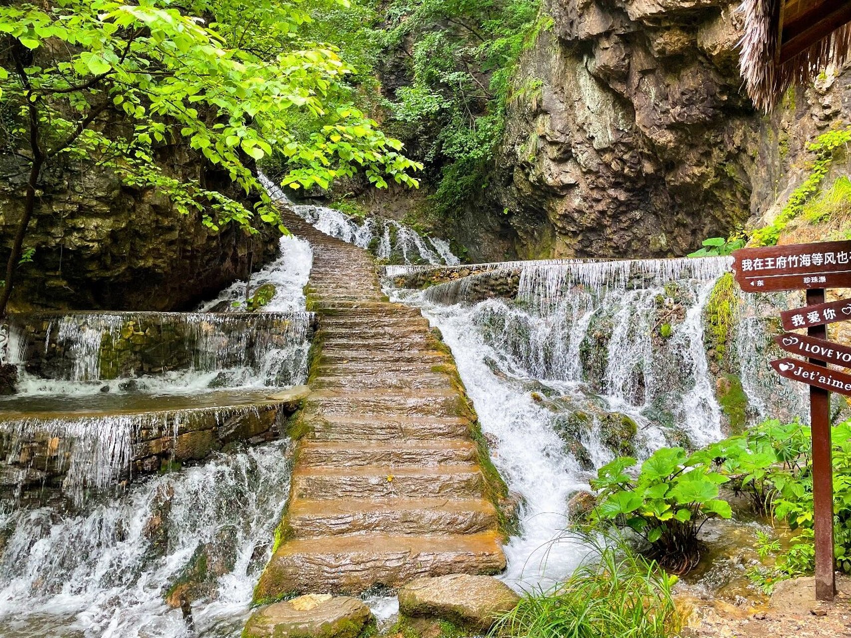 洛阳旅游年票王府竹海图片