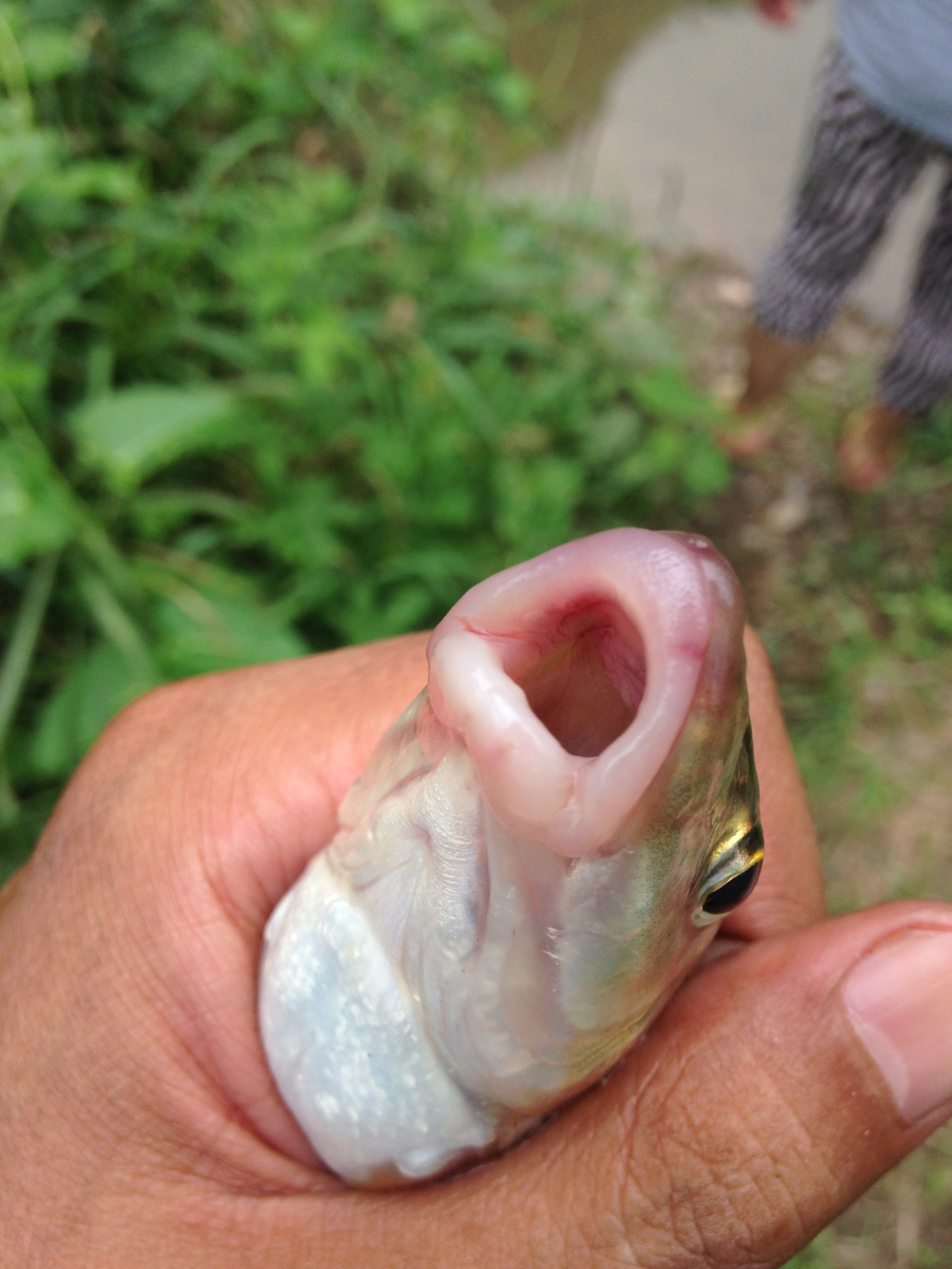 北京路亚重唇鱼,这大厚嘴唇子