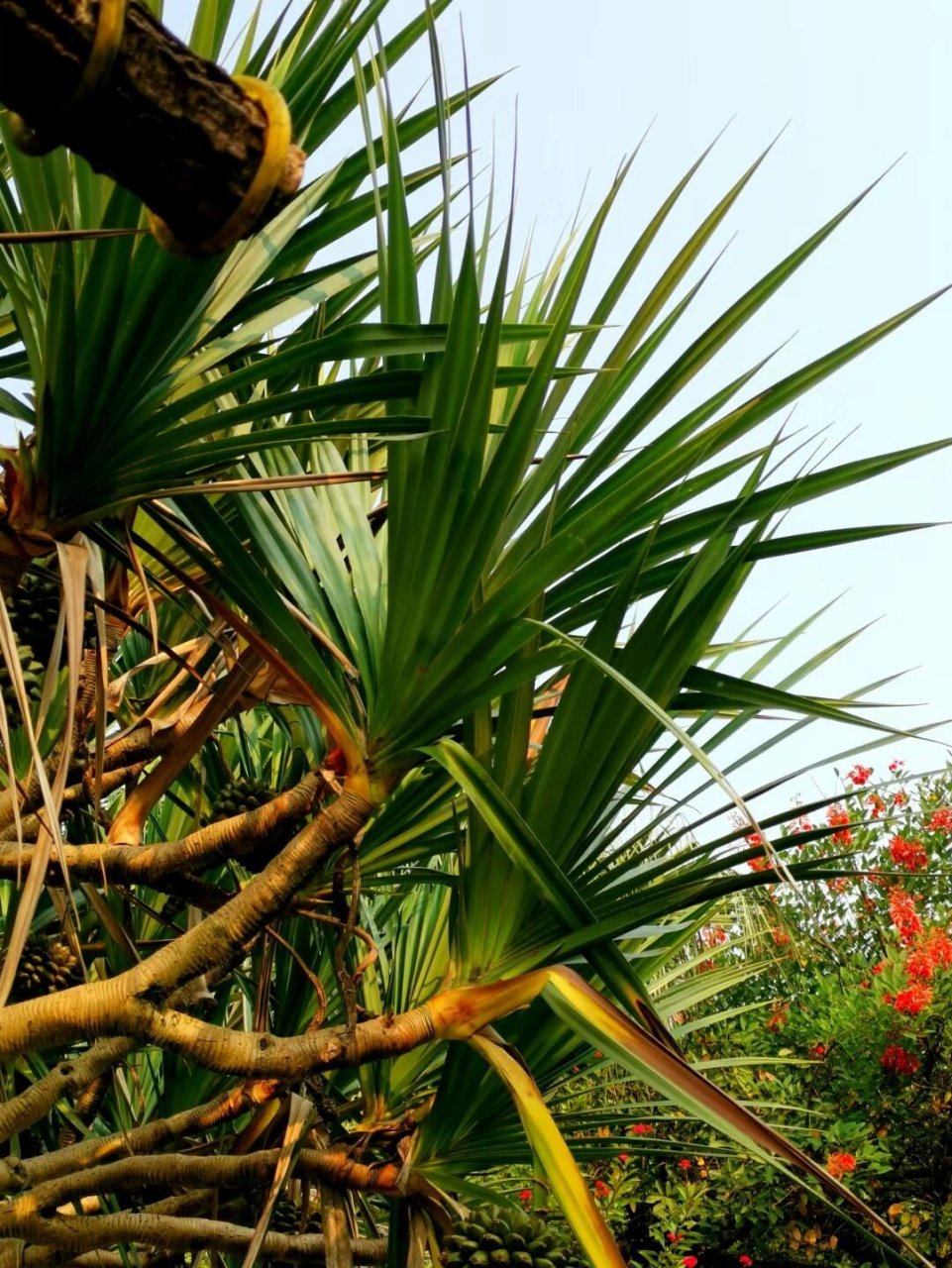 《扇叶露兜树》 树身很高,最高达五米 老家很远,马达加斯加 叶片整齐