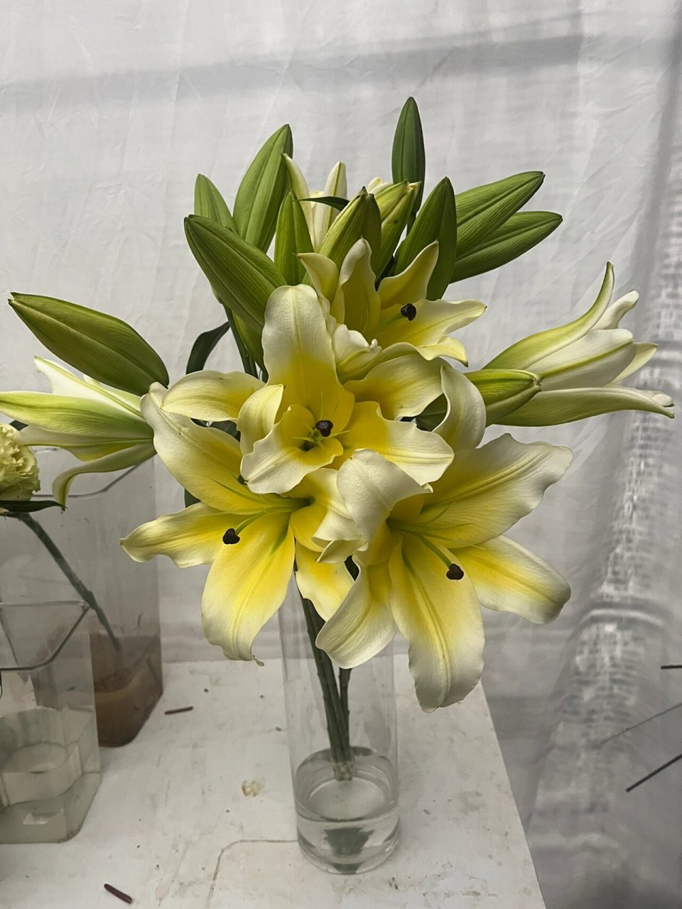 百合之王95黄天霸香水百合96花苞硕大香味浓 一丝清新淡雅 ,馥郁