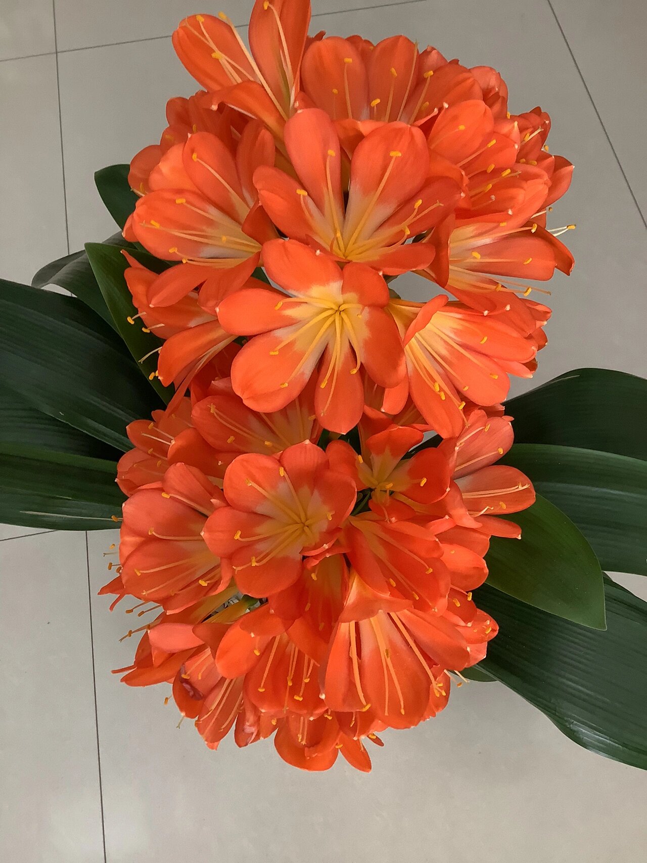 并蒂君子兰——双倍好运