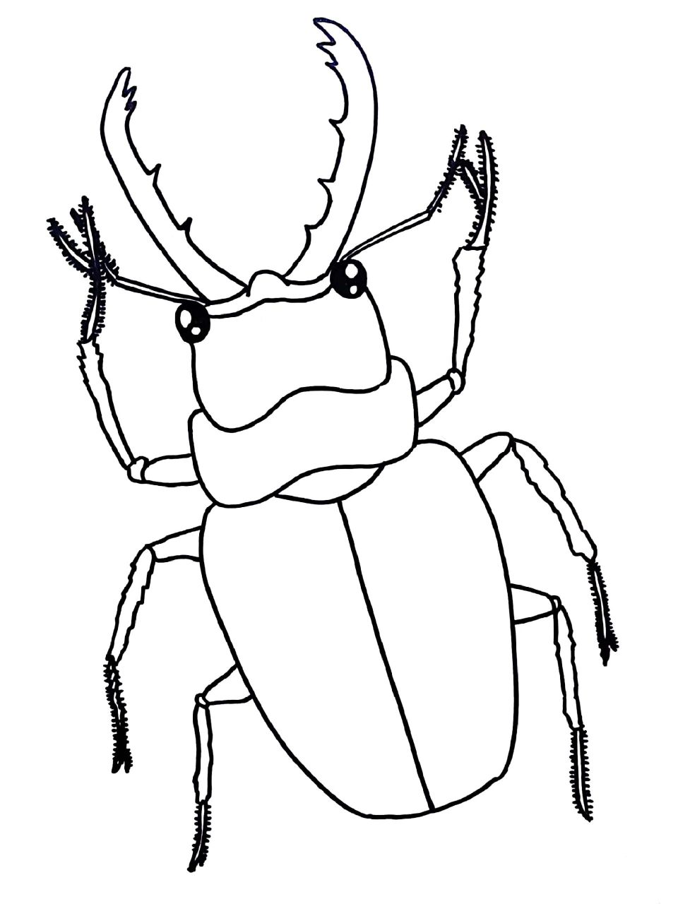 儿童画–锹甲虫(有课件步骤) 适合6-8岁 通过观察和欣赏锹甲虫的图片