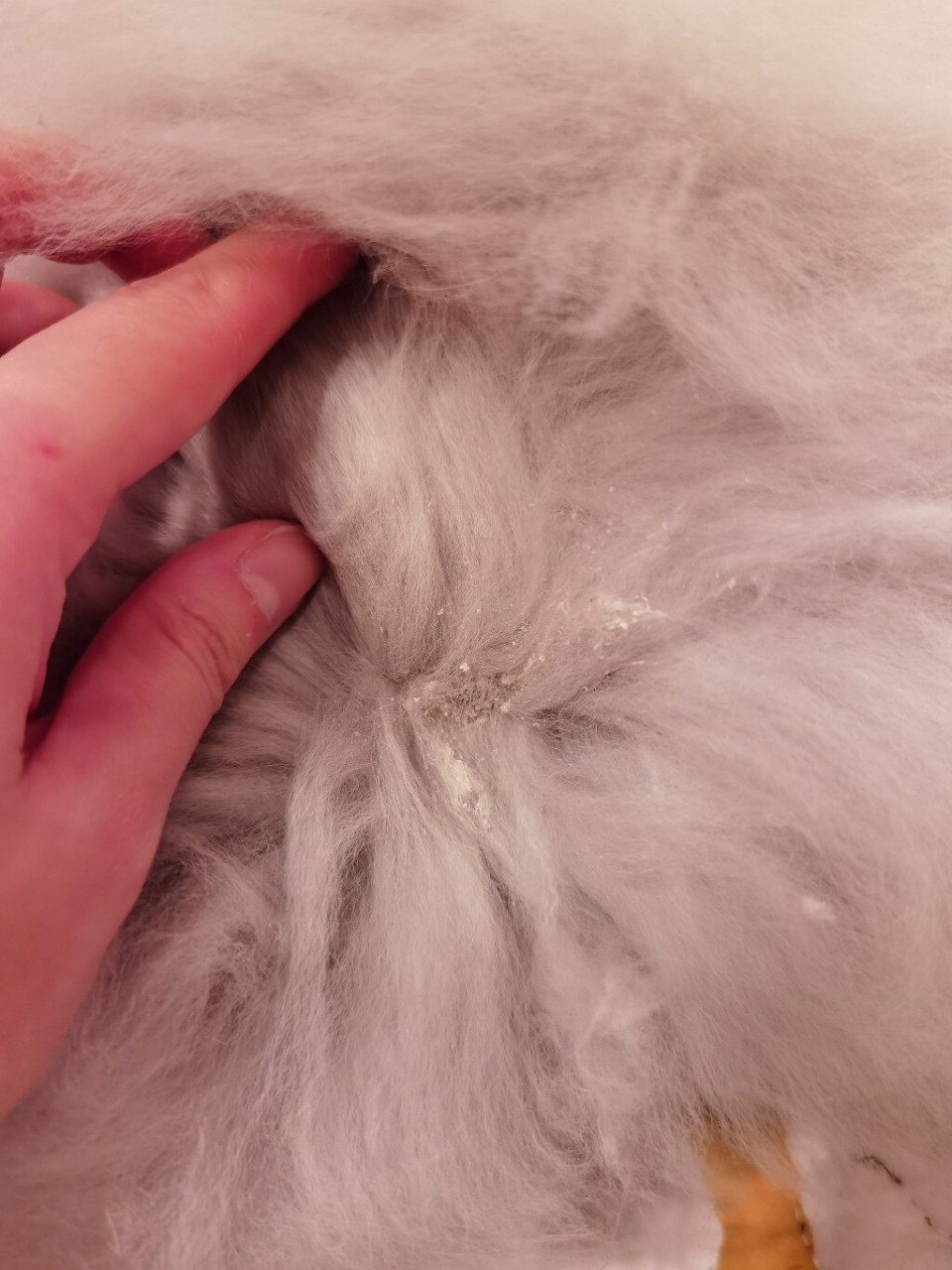 兔兔身上发现有一块白色结痂,我之前以为是沾了什么脏东西把毛剪掉了