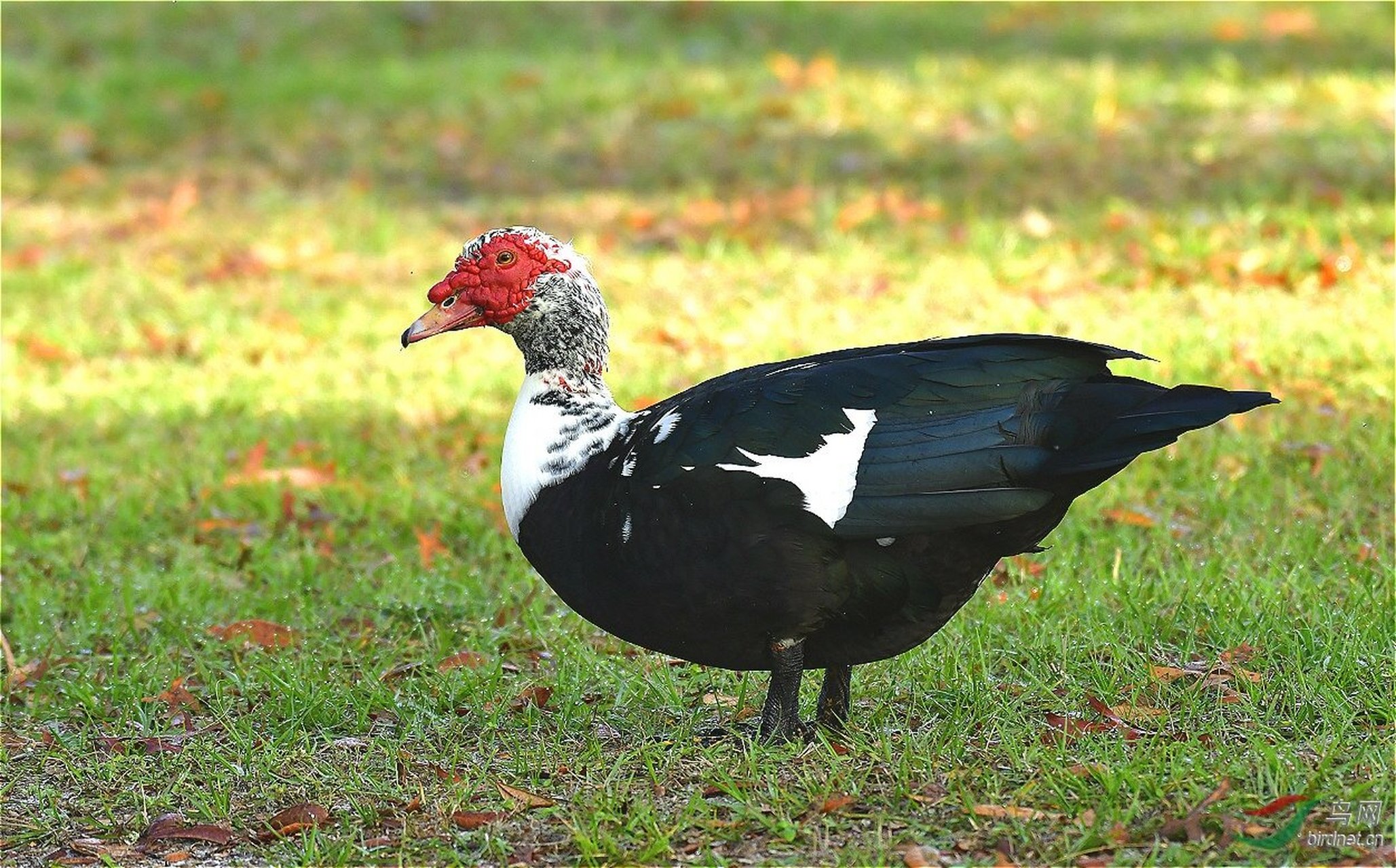 02番鸭群的饲养脸红要点 番鸭是一种常见的鸭子品种,它因外形特别