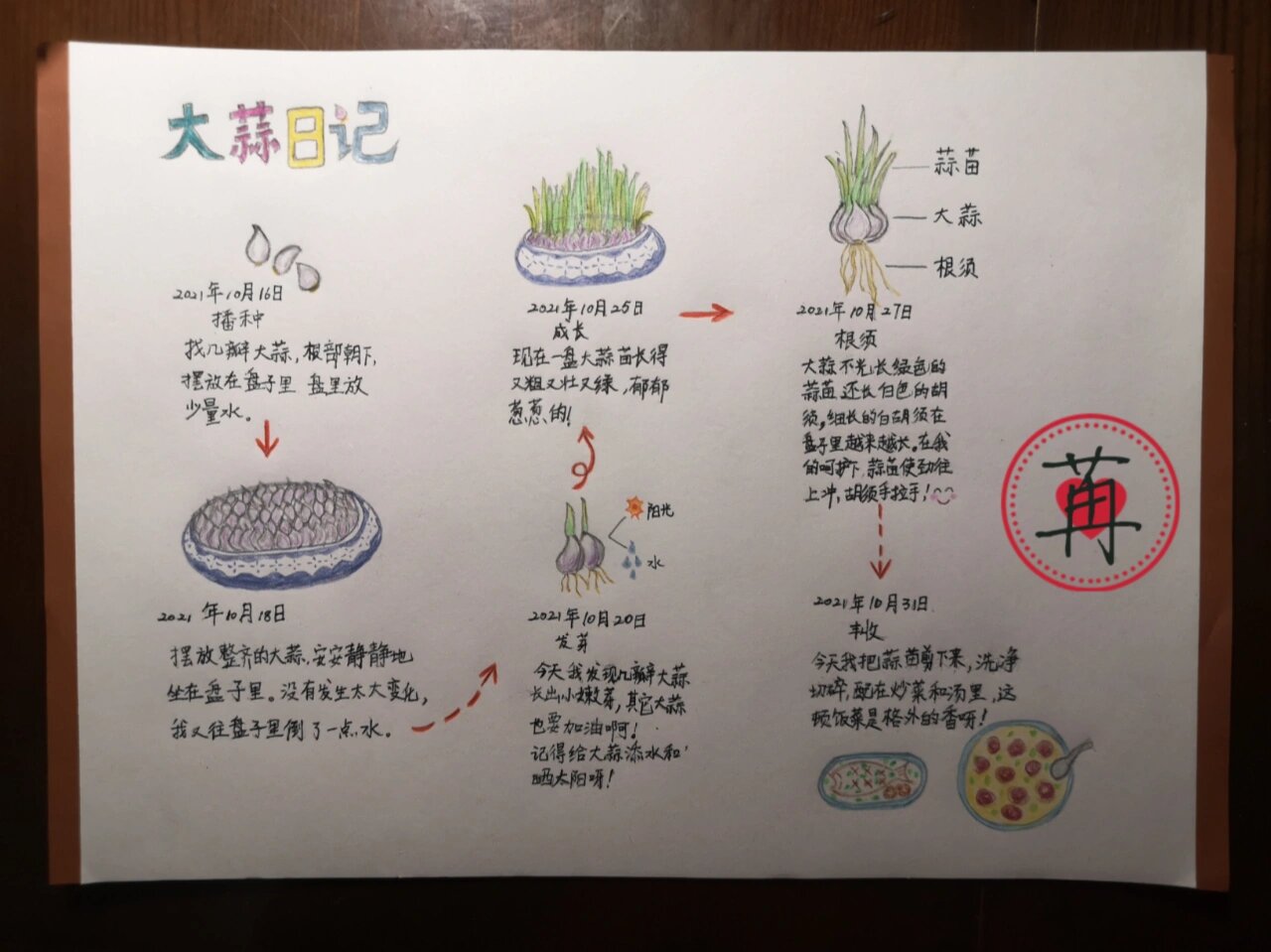 四年级语文小报  植物生长记录小报 大蒜日记