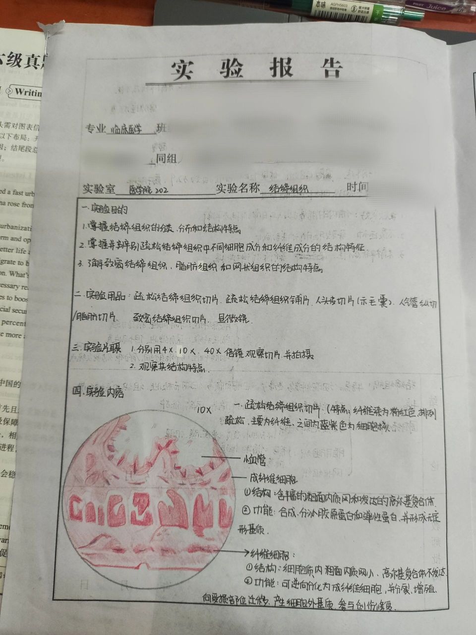 【组胚】结缔组织实验报告