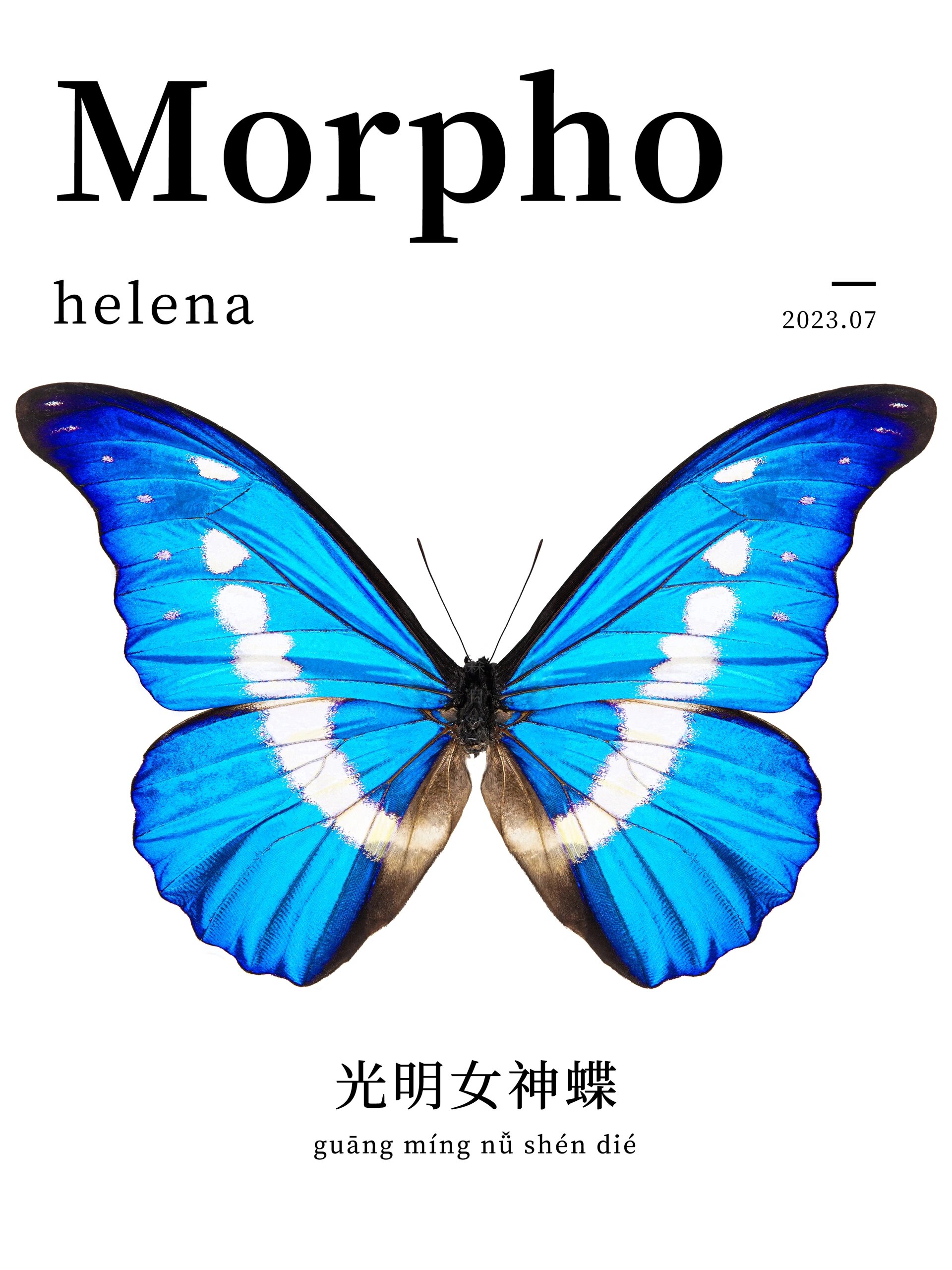 光明女神蝶|昆虫百科图鉴|是梦中情蝶呀03