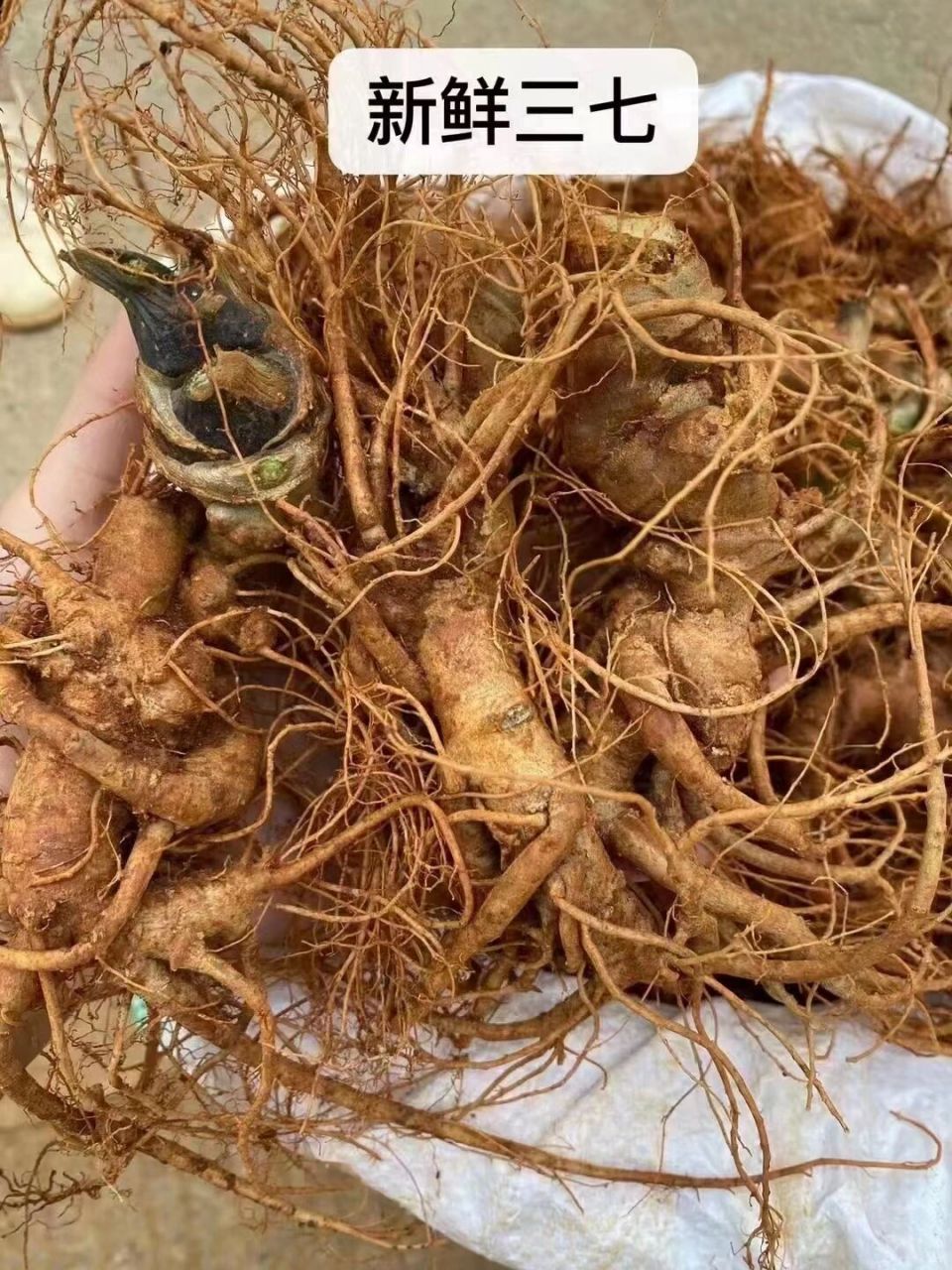 新鲜三七,刚挖出来的~ 新鲜三七的常见吃法有泡茶,炖汤,泡酒三种.