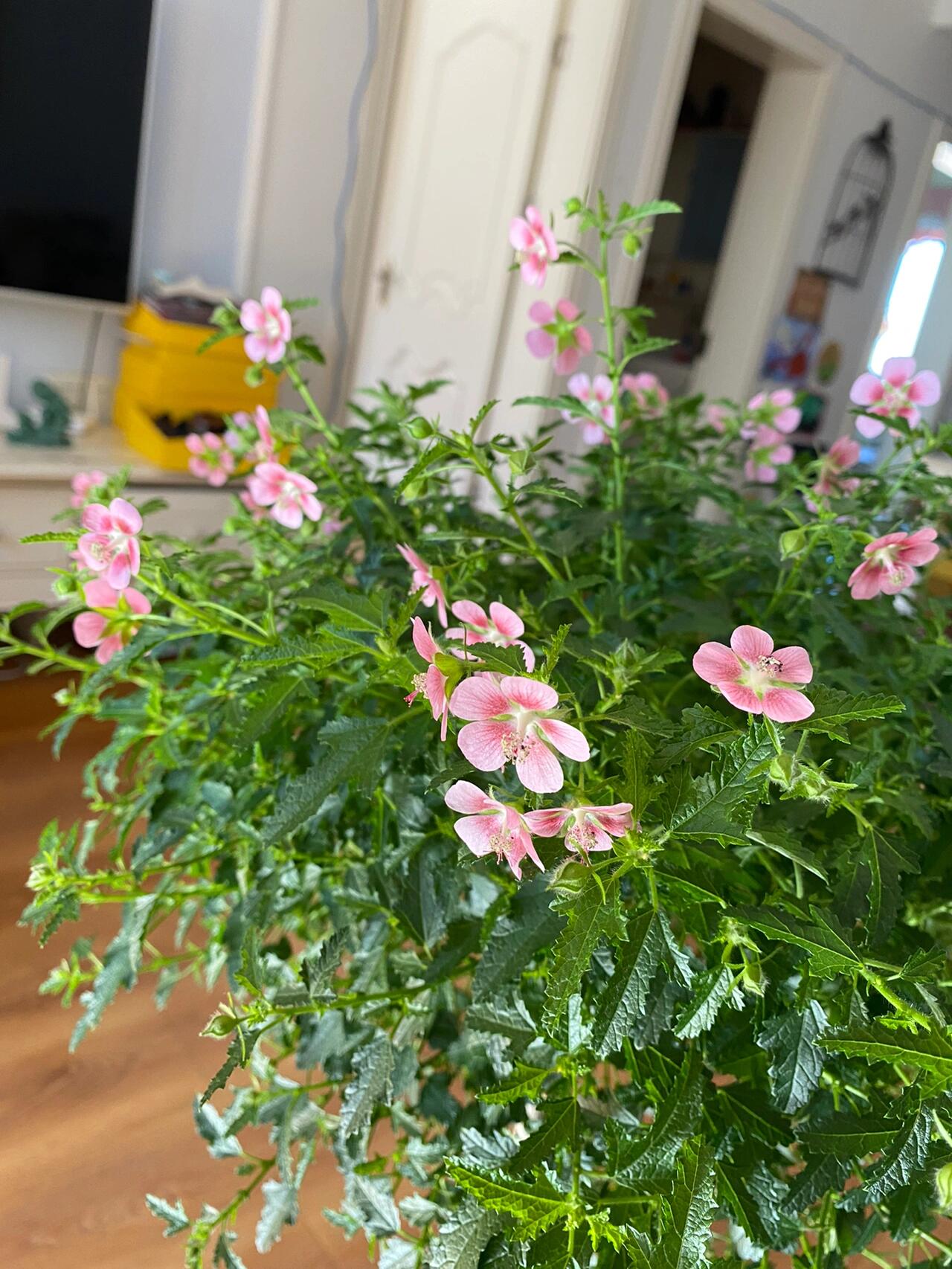养花小课堂开课啦90高高的那个是小木槿微草莓!花朵小,花量大!