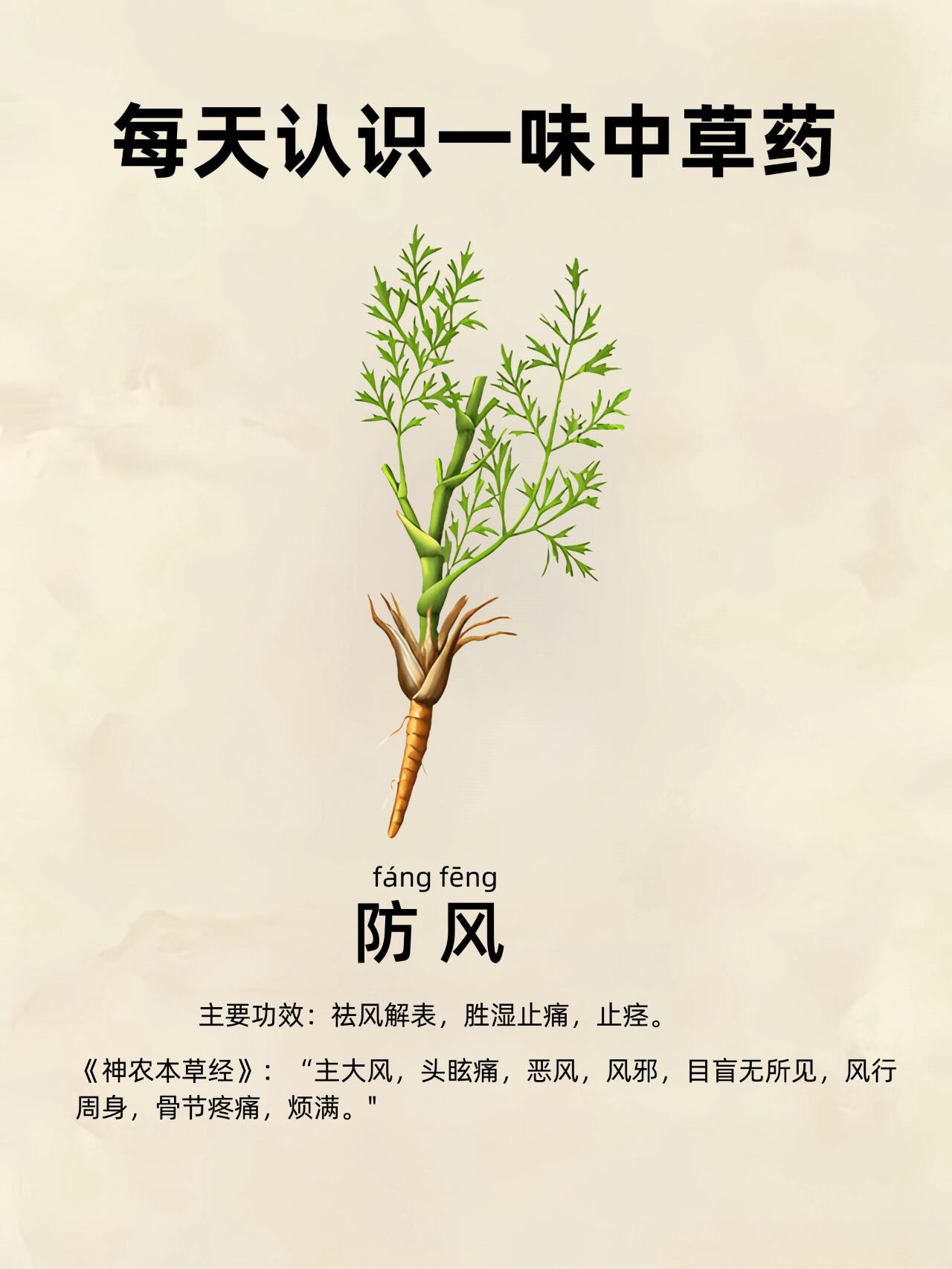 每天认识一味中草药【防风】防治各种风 防风是一味解表药,为伞形科